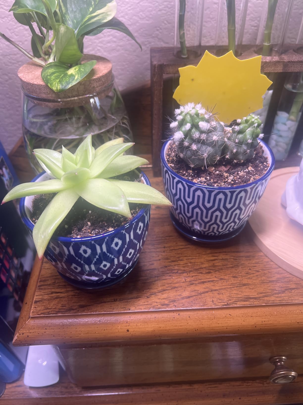 Selamica Ceramic Plant Pots, 4.6 Inch Flower Pots for Indoor Plants, Succulent Pots with Drainage Hole & Saucer, Succulent Planters for Succulent Cactus, Home Decor, Set of 4, Vintage Blue Customer Review Selamica Ceramic Plant Pots, 4.6 Inch Flower Pots for Indoor Plants, Succulent Pots with Drainage Hole & Saucer, Succulent Planters for Succulent Cactus, Home Decor, Set of 4, Vintage Blue - Customer Photo 1