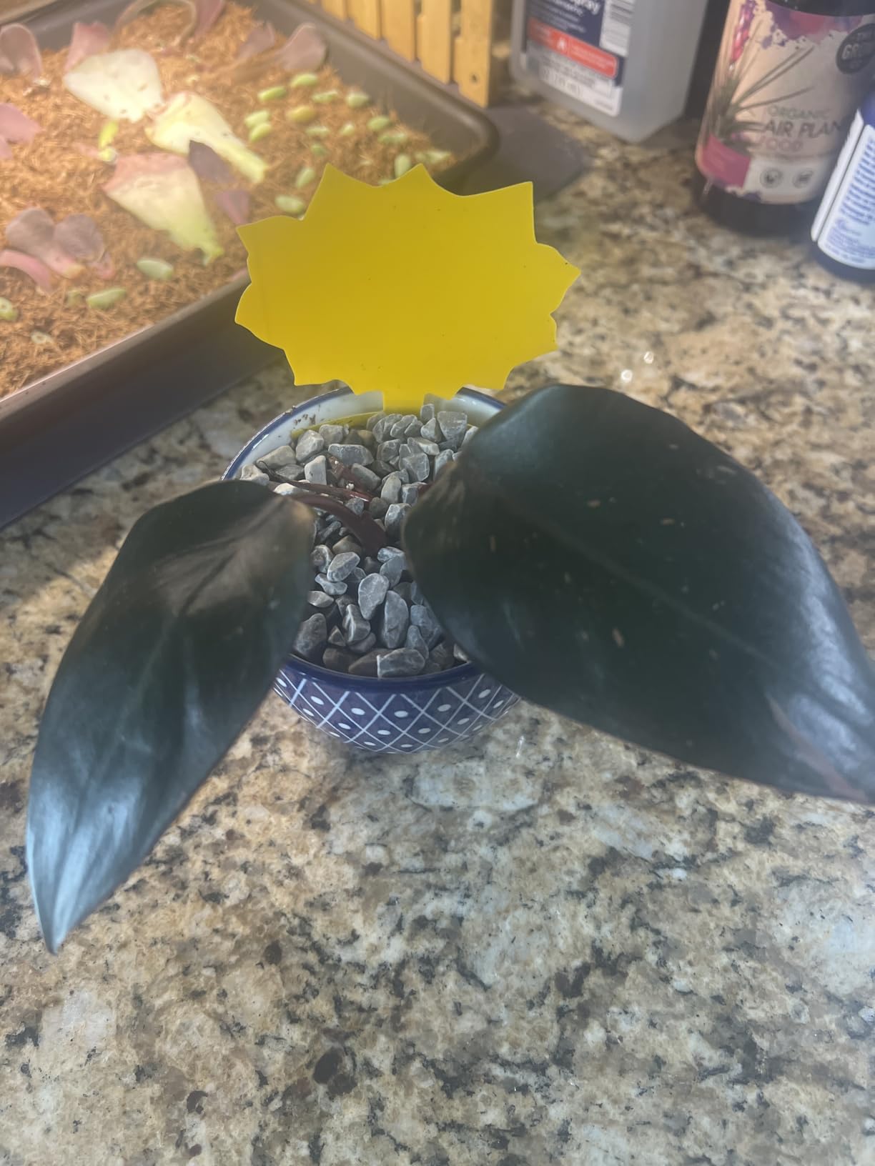 Selamica Ceramic Plant Pots, 4.6 Inch Flower Pots for Indoor Plants, Succulent Pots with Drainage Hole & Saucer, Succulent Planters for Succulent Cactus, Home Decor, Set of 4, Vintage Blue Customer Review Selamica Ceramic Plant Pots, 4.6 Inch Flower Pots for Indoor Plants, Succulent Pots with Drainage Hole & Saucer, Succulent Planters for Succulent Cactus, Home Decor, Set of 4, Vintage Blue - Customer Photo 2