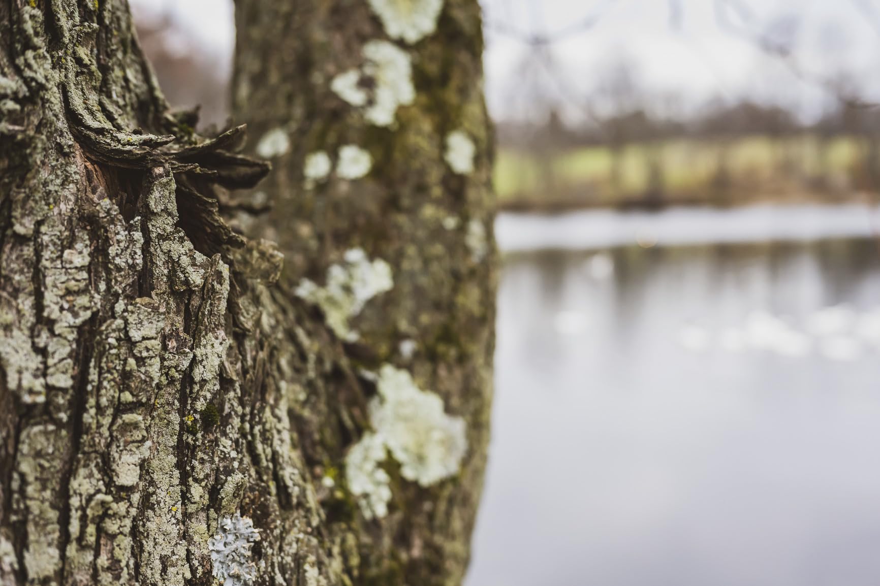 Nikon Z f | Full-Frame Mirrorless Stills/Video Camera with Iconic Styling | Nikon USA Model - Customer Photo 2