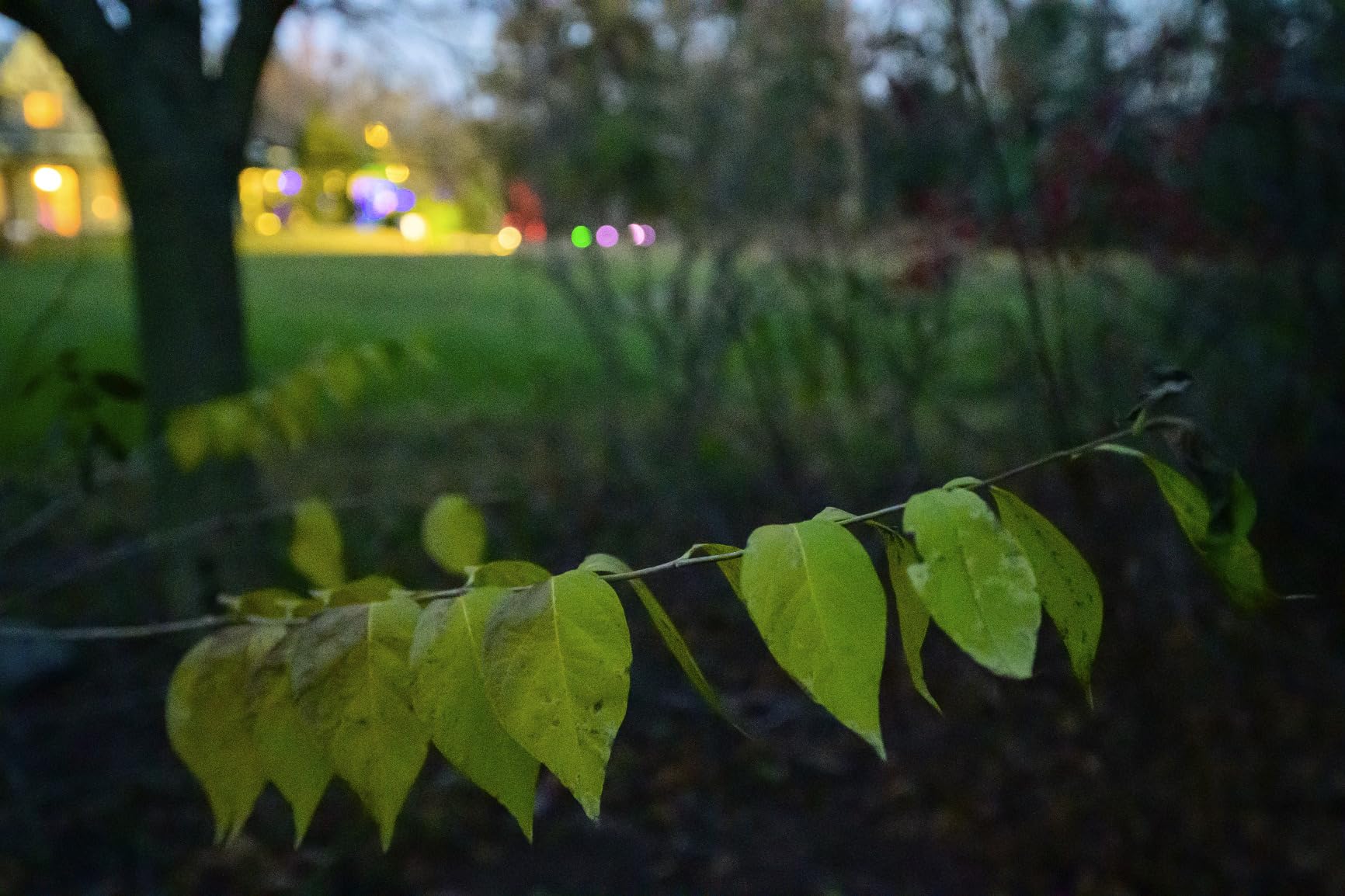 Nikon Z f | Full-Frame Mirrorless Stills/Video Camera with Iconic Styling | Nikon USA Model - Customer Photo 2