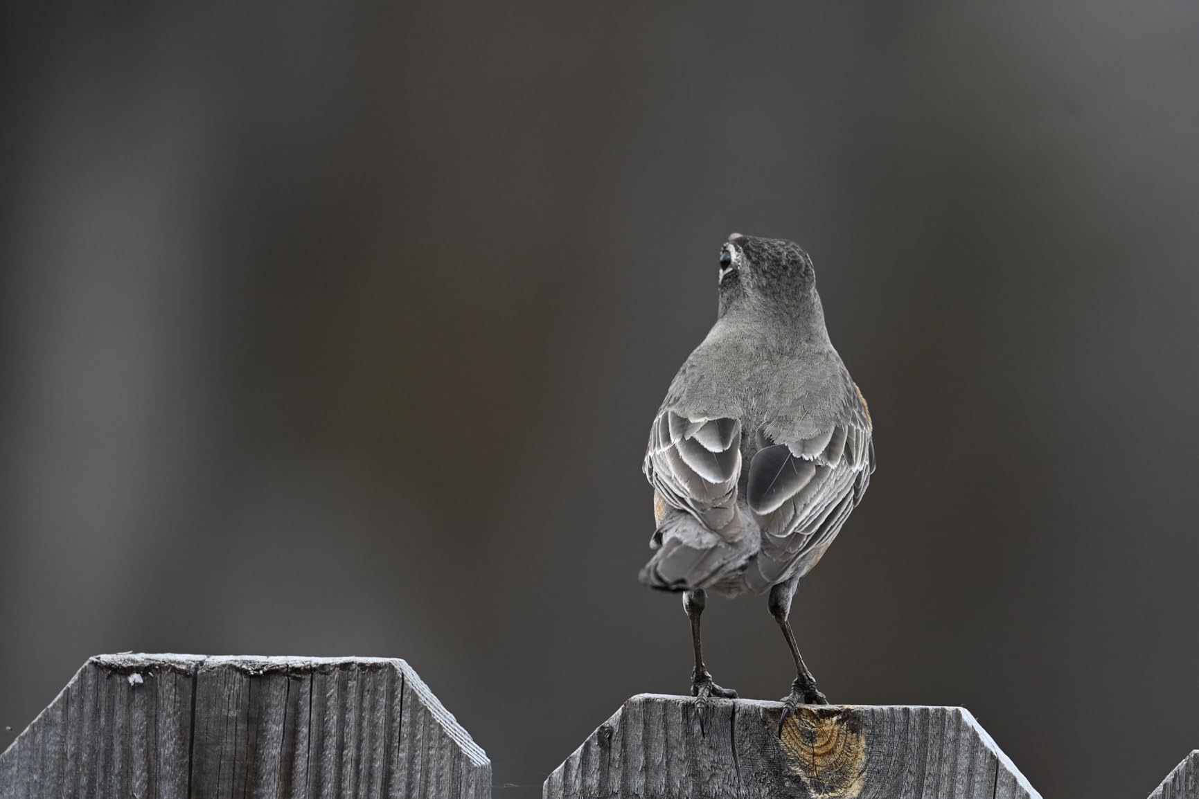 Nikon NIKKOR Z 600mm f/6.3 VR S Lens |Super Telephoto for Z Series mirrorless Cameras | Nikon USA Model - Customer Photo 1