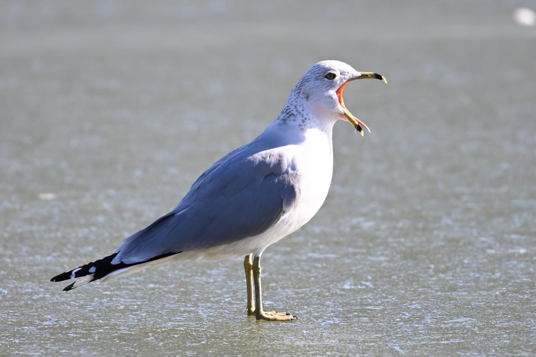 Nikon NIKKOR Z 600mm f/6.3 VR S Lens |Super Telephoto for Z Series mirrorless Cameras | Nikon USA Model - Customer Photo 2