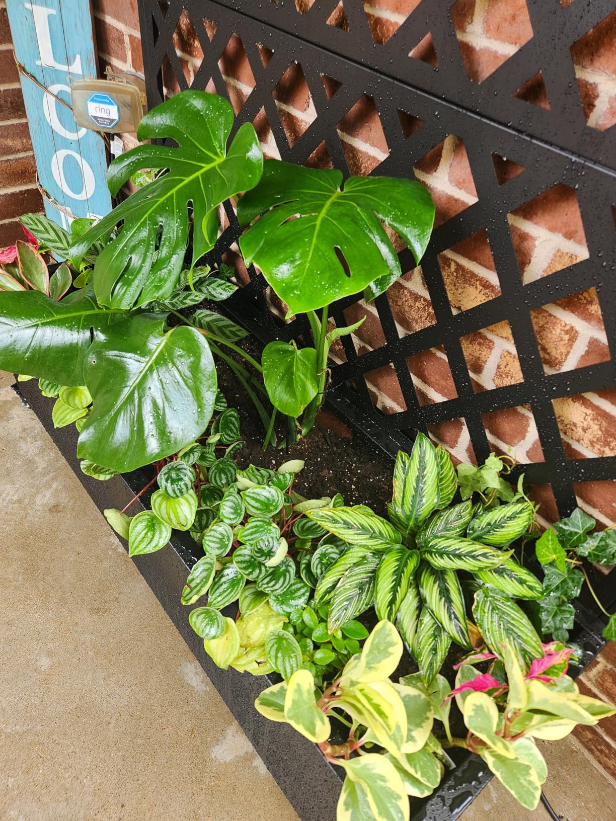 FENCY Metal Planter Box with Diamond Lattice Trellis Planter Box for Climbing Plants/Vines, Galvanized Raised Garden Bed On Wheels, Garden Bed with Trellis(73