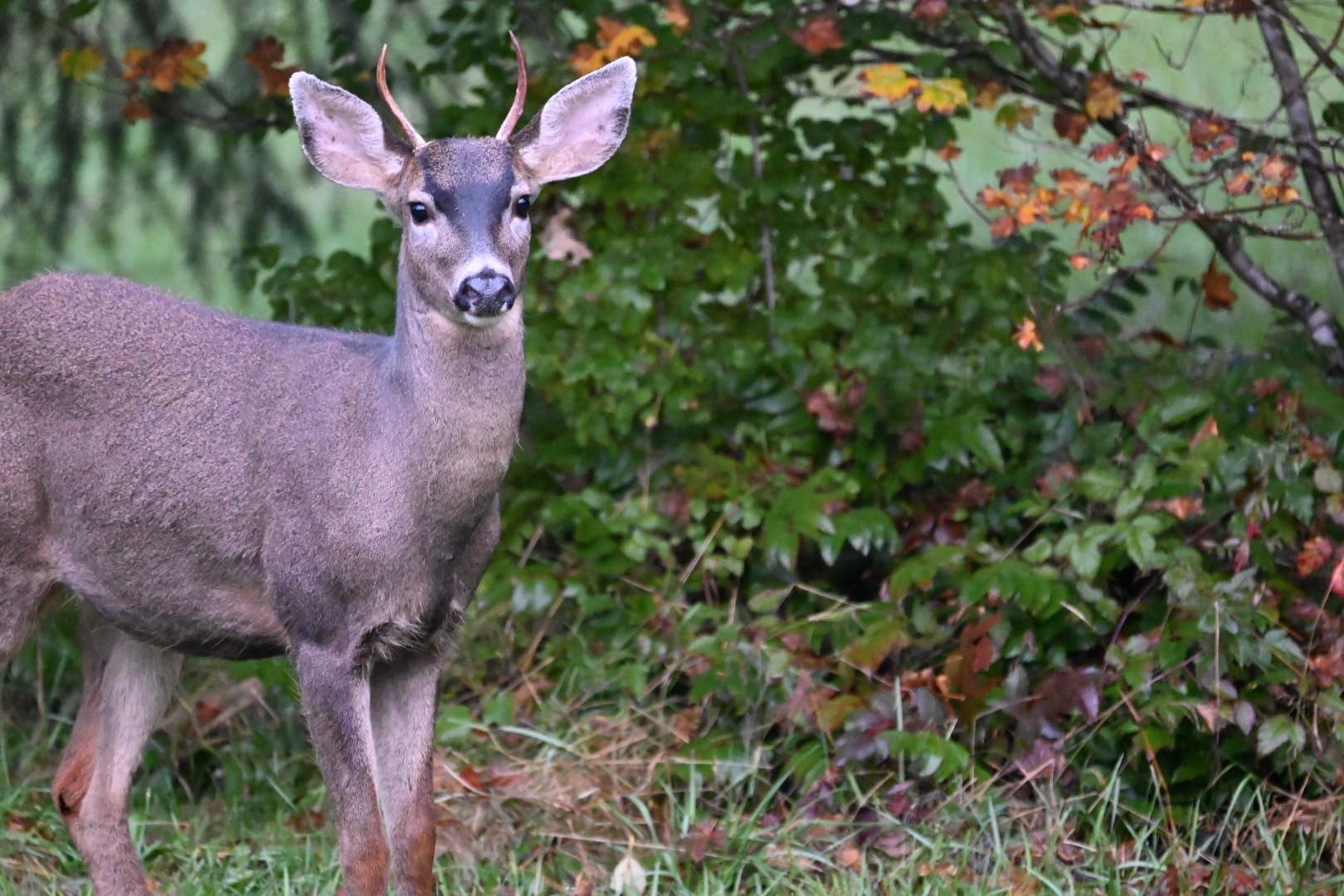 Tamron 150-500mm F/5-6.7 Di III VC VXD for Nikon Z Mount Mirrorless Cameras - Customer Photo 1