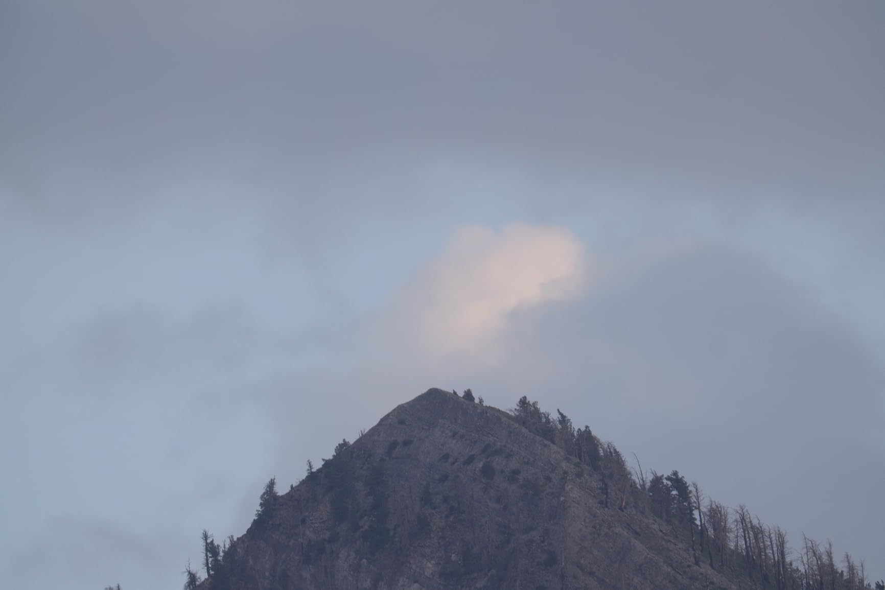 Canon RF200-800mm F6.3-9 is USM Super-telephoto Zoom Lens Customer Review Canon RF200-800mm F6.3-9 is USM Super-telephoto Zoom Lens - Customer Photo 1