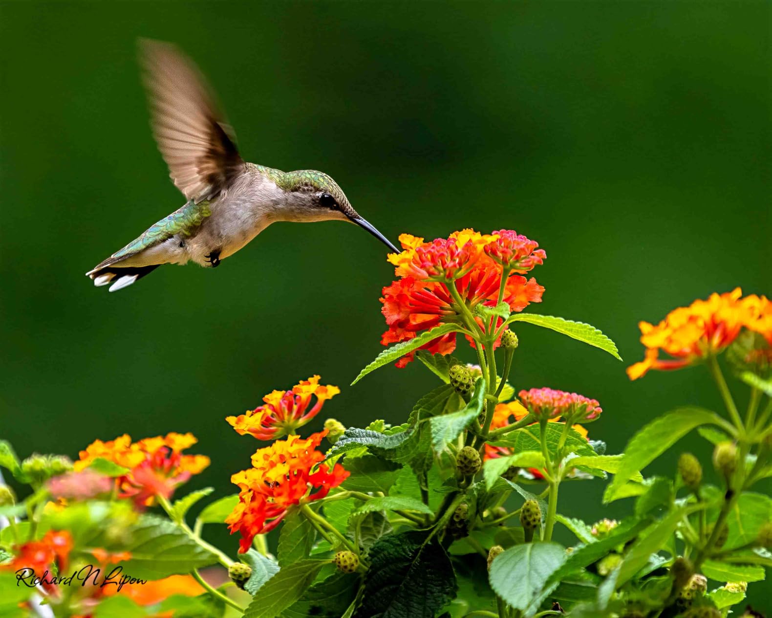 Sony Alpha 9 III Mirrorless Camera with World's First Full-Frame 24.6MP Global Shutter System - Customer Photo 2