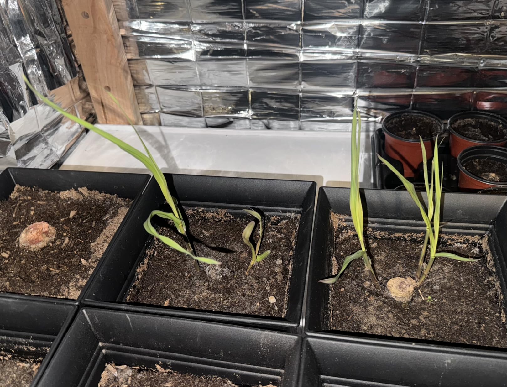 Hlite 16inch 4 Pack LED Grow Lights - Linkable Grow Lights for Indoor Plants, Full Spectrum Plant Lights Plug and Hanging Design with On/Off Switch Hanging Grow Light from seedling to Flowering, Black - Customer Photo 1