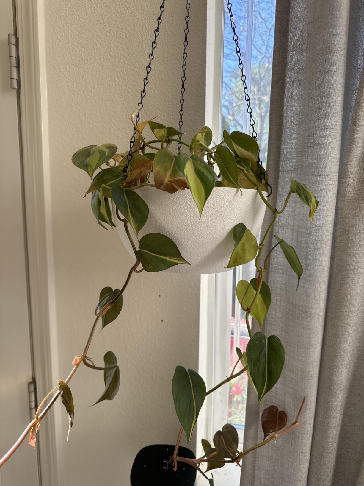 10 inch Hanging Planters for Outdoor Indoor Plants with Drainage Holes and Chain, 2 Pack Round Hanging Flower Pots for Garden Home Porch Decor, Black - Customer Photo 1