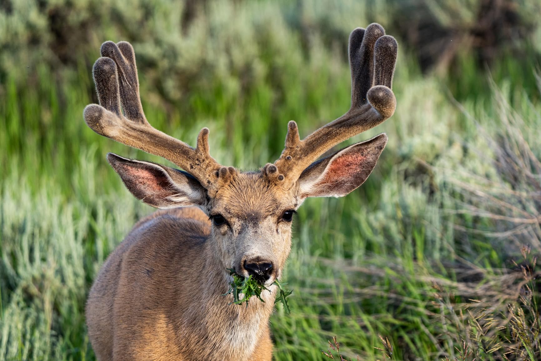 Sony FE 200-600mm f/5.6-6.3 G OSS Super-Telephoto Zoom Lens Customer Review Sony FE 200-600mm f/5.6-6.3 G OSS Super-Telephoto Zoom Lens - Customer Photo 1