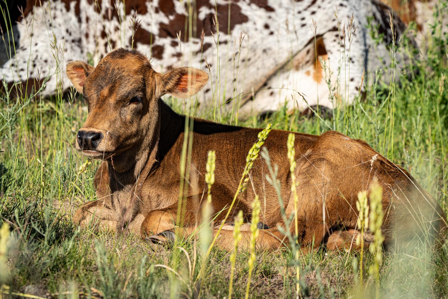 Sony FE 200-600mm f/5.6-6.3 G OSS Super-Telephoto Zoom Lens Customer Review Sony FE 200-600mm f/5.6-6.3 G OSS Super-Telephoto Zoom Lens - Customer Photo 2