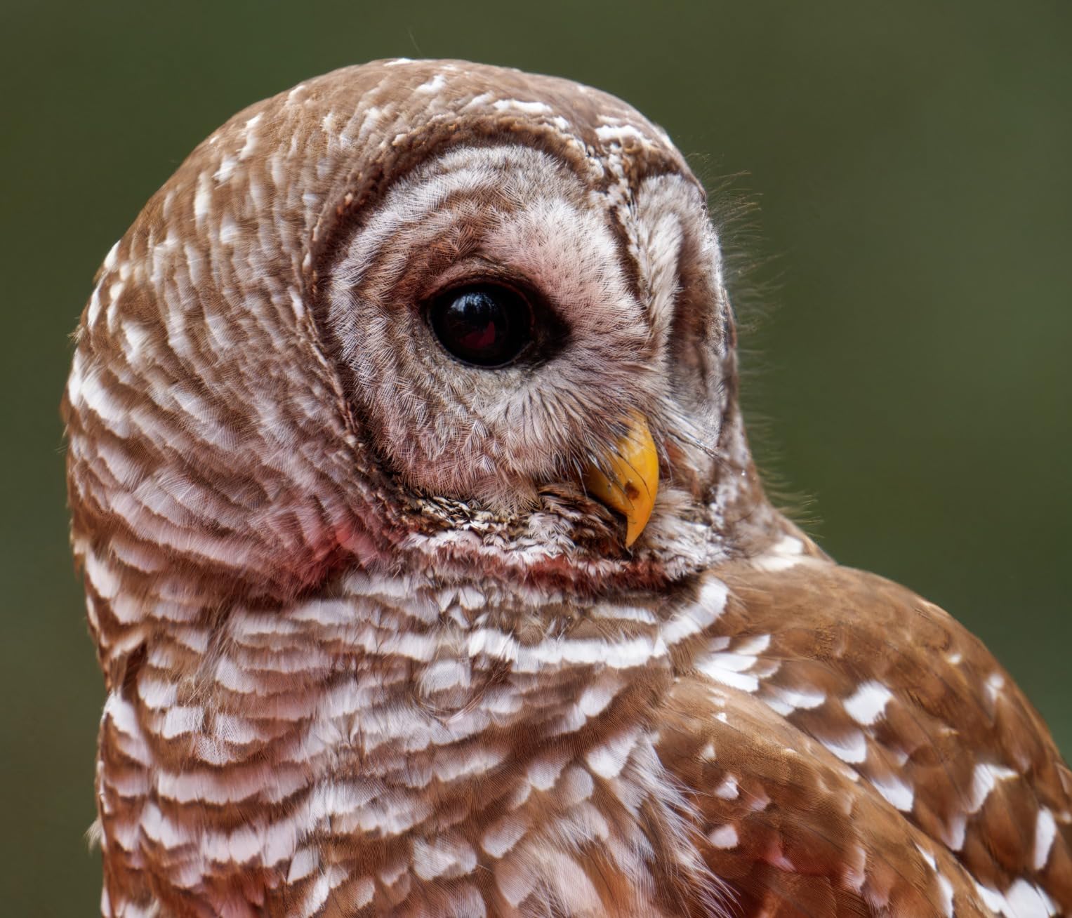 OM SYSTEM Olympus M.Zuiko Digital ED 150-600mm F5.0-6.3 IS Lens for Micro Four Thirds - Customer Photo 2