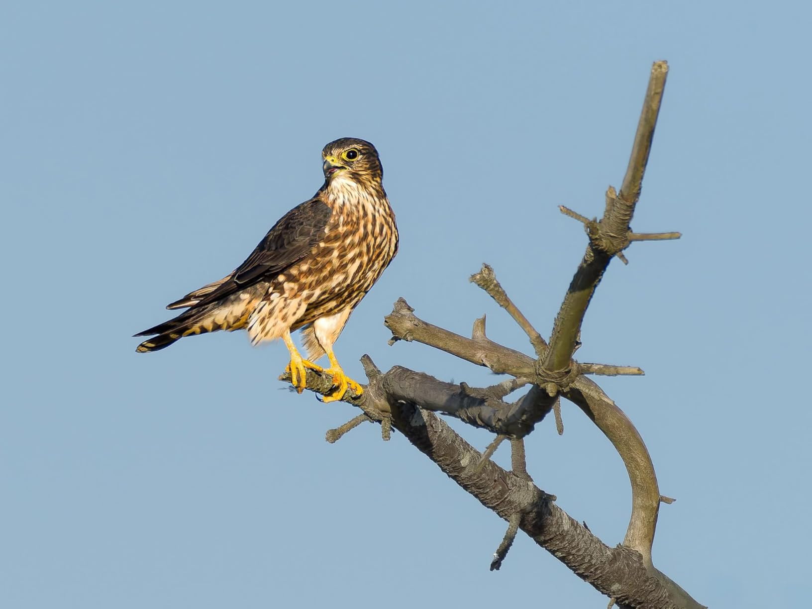 OM SYSTEM Olympus OM-1 Mark II Micro Four Thirds System Camera 20MP BSI Stacked Sensor Weather Sealed Design (US Manufacturer Warranty) - Customer Photo 2