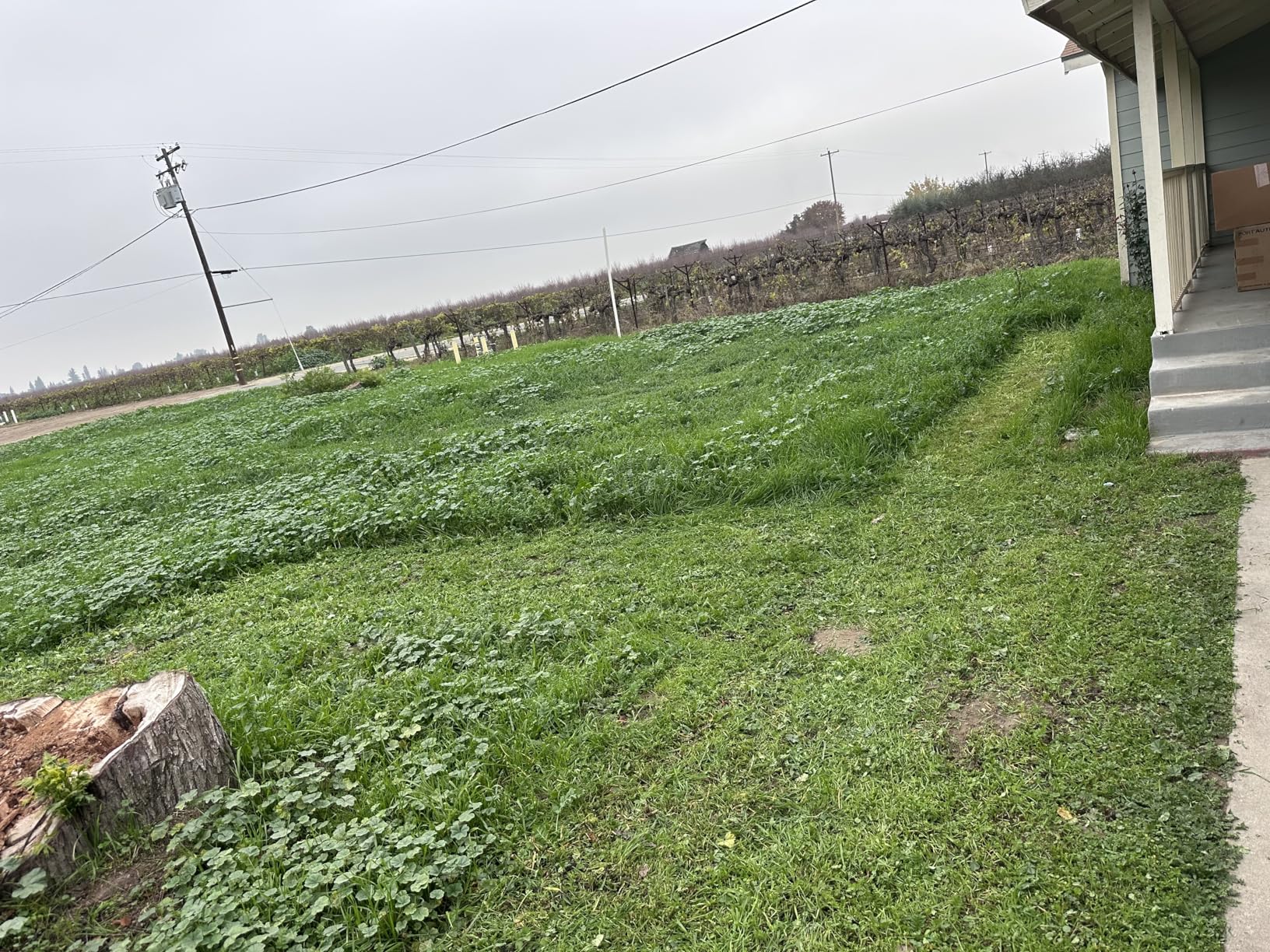 LawnMaster LMRM1602 Push Reel Lawn Mower 16-Inch 5-Blade - Customer Photo 2