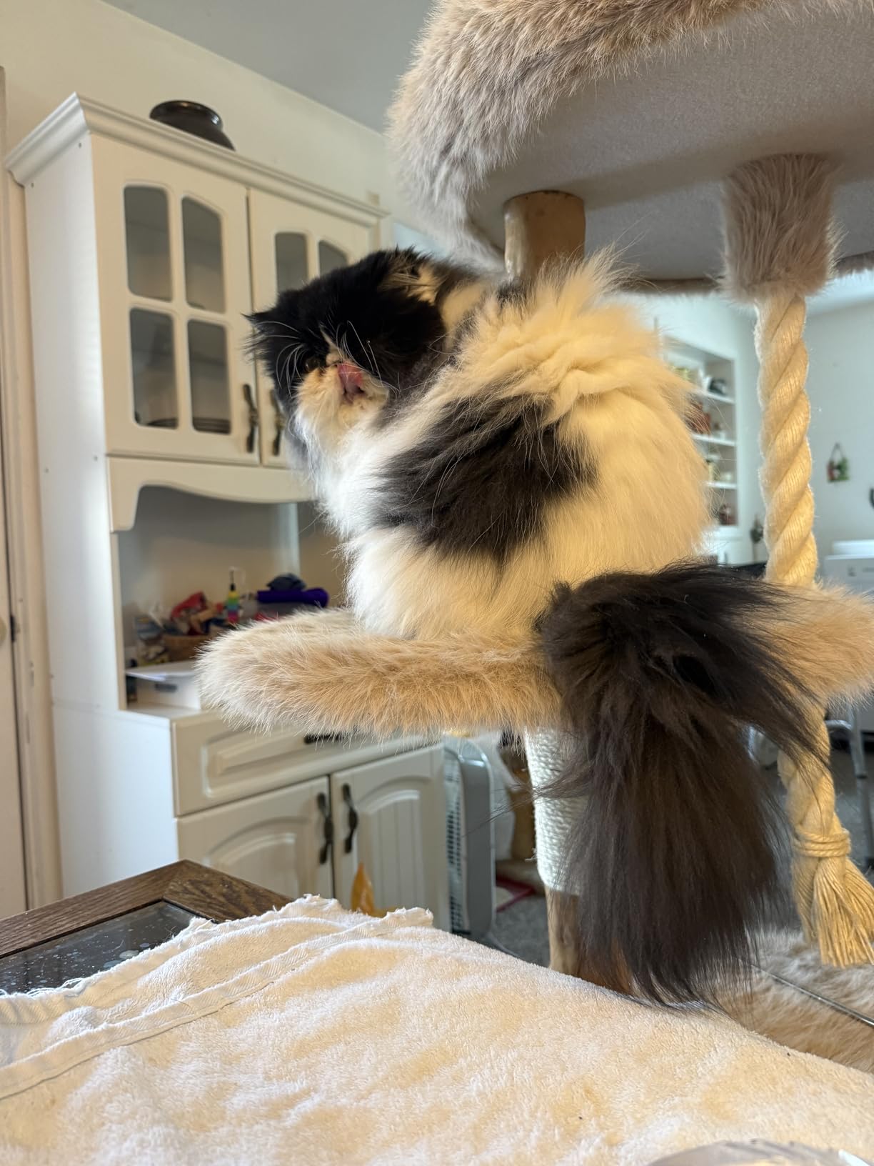 Dyson V15 Detect Plus Cordless Vacuum - Customer Photo 1