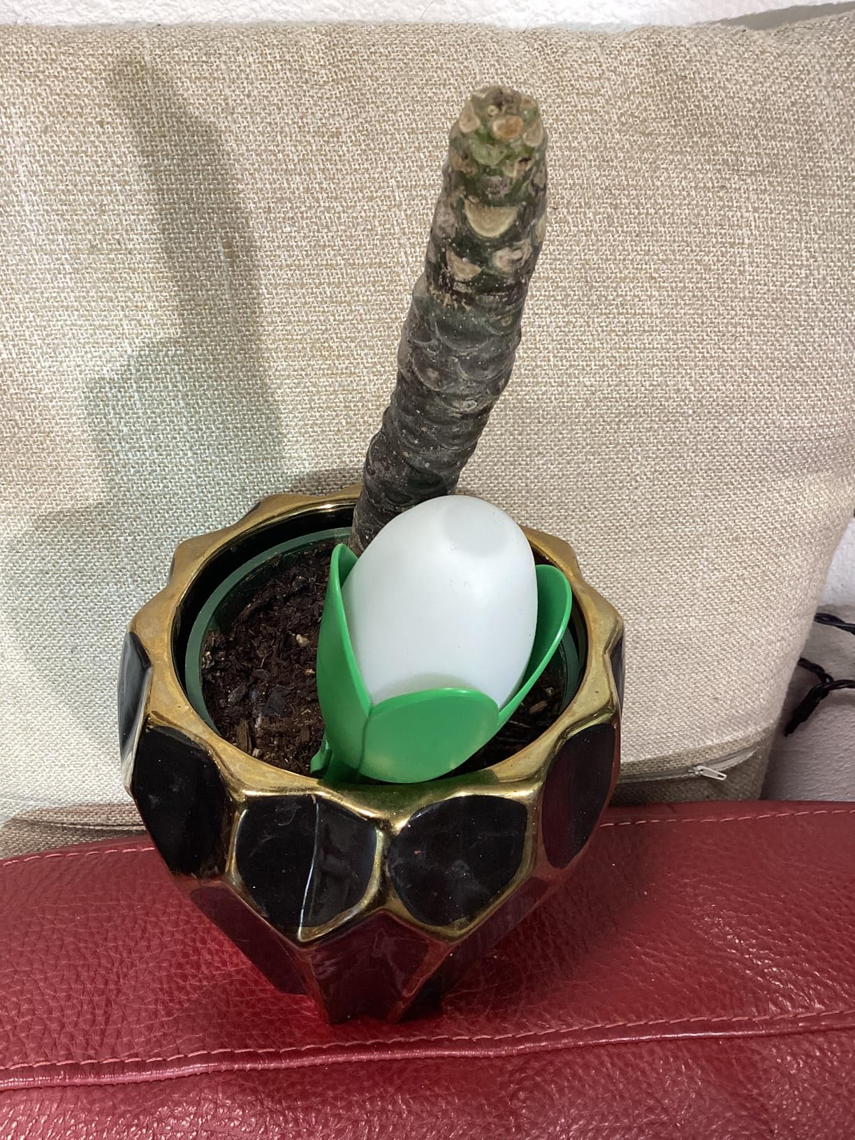 Flora Pod AI-Powered Smart Plant Monitor | for Indoor or Outdoor Plants | Personalized Alerts for Moisture, Temperature, Humidity, and Light - Customer Photo 1