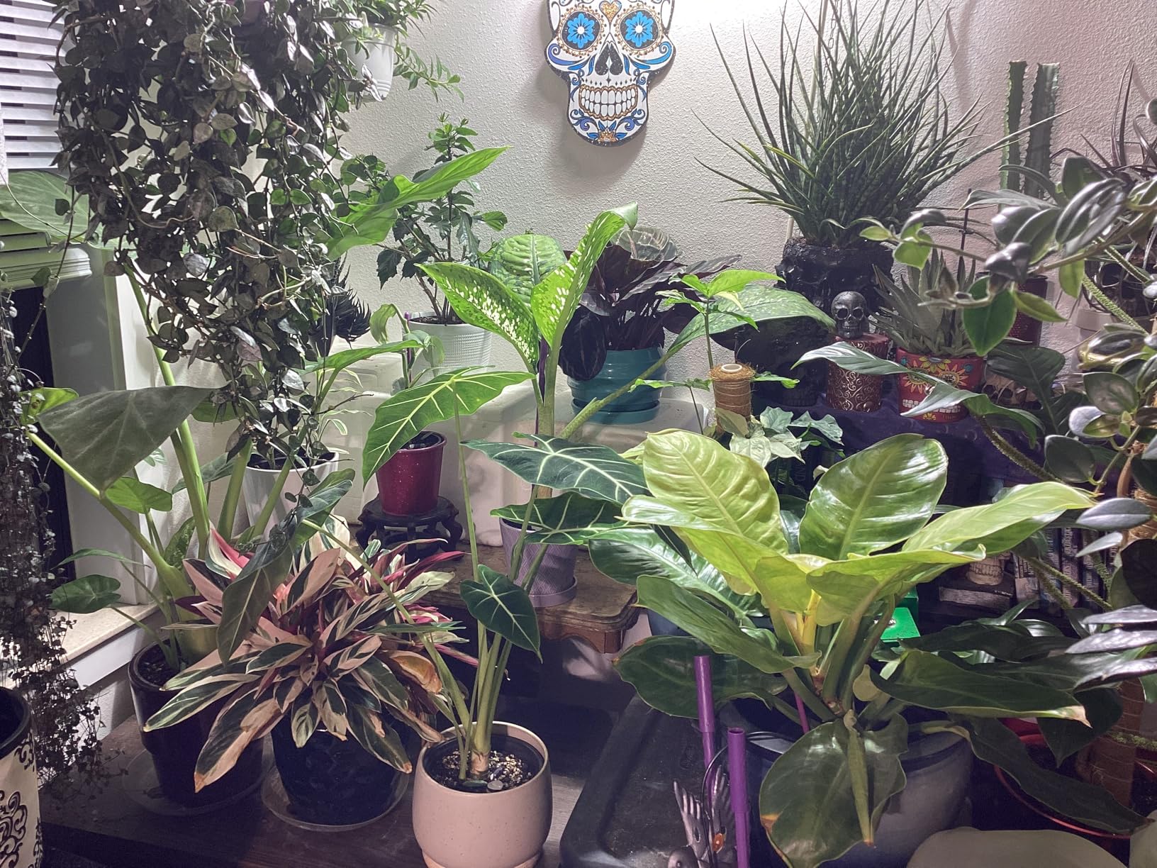 Flora Pod AI-Powered Smart Plant Monitor | for Indoor or Outdoor Plants | Personalized Alerts for Moisture, Temperature, Humidity, and Light - Customer Photo 2