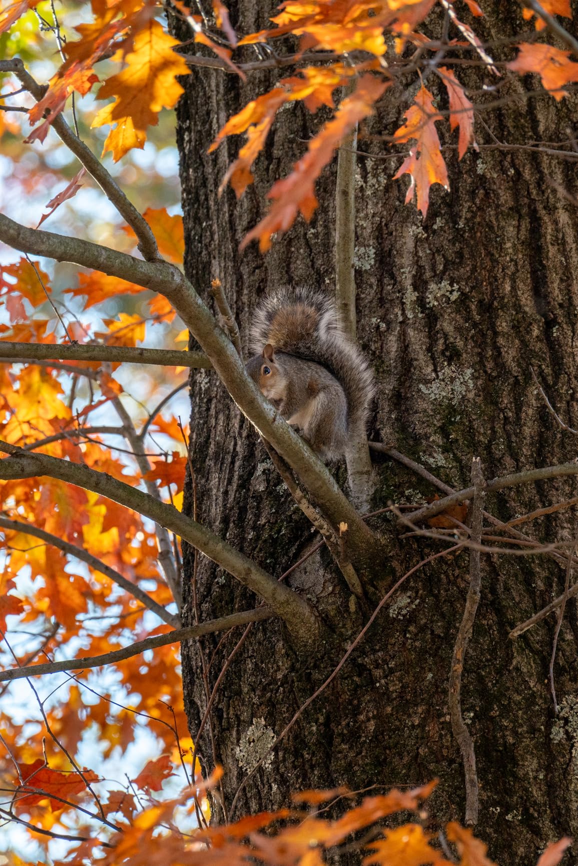 Nikon NIKKOR Z 28-400mm f/4-8 VR Mirrorless Lens - Customer Photo 1