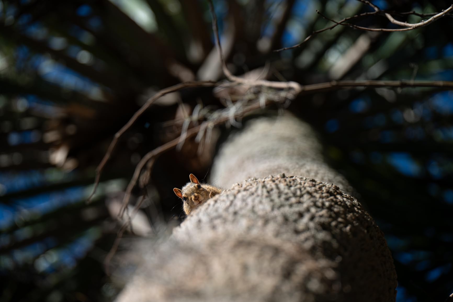 Nikon NIKKOR Z 28-400mm f/4-8 VR Mirrorless Lens - Customer Photo 2