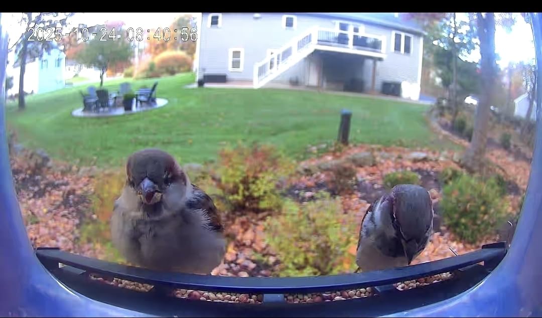 TT Nature Bird Feeder with Camera, Upgraded 1.5L Smart Birdhouse Al Identify for 10000 Plus Species, Auto Capture & Real-time Notifications, Ideal Gift for Bird Lovers (Iron Roof) - Customer Photo 3