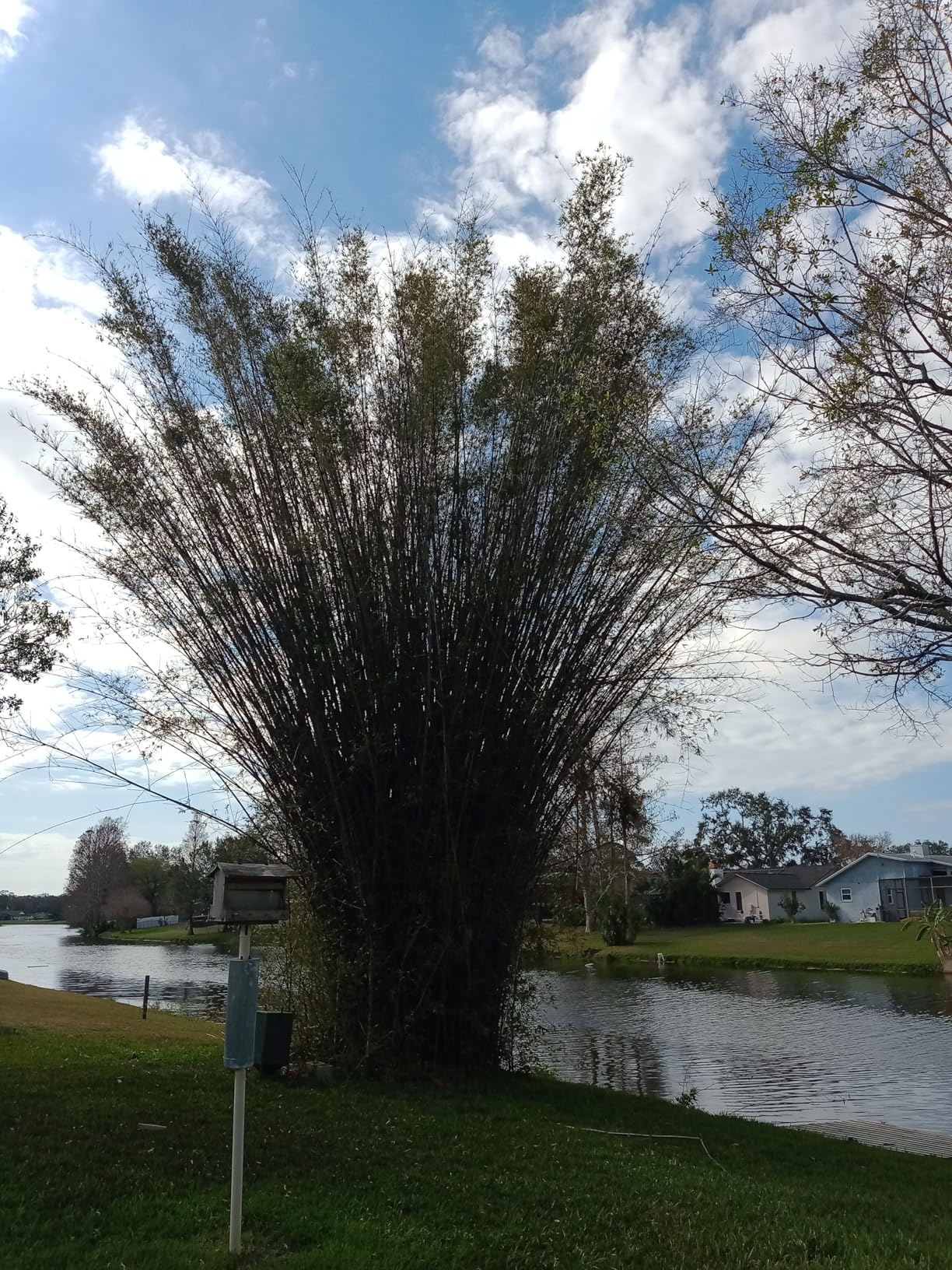 Husqvarna 120 Mark III Gas Chainsaw, 38-cc, 2-Cycle X-Torq Engine, 14 Inch Chainsaw with Automatic Oiler, For Wood Cutting and Tree Pruning, 970739614 - Customer Photo 2