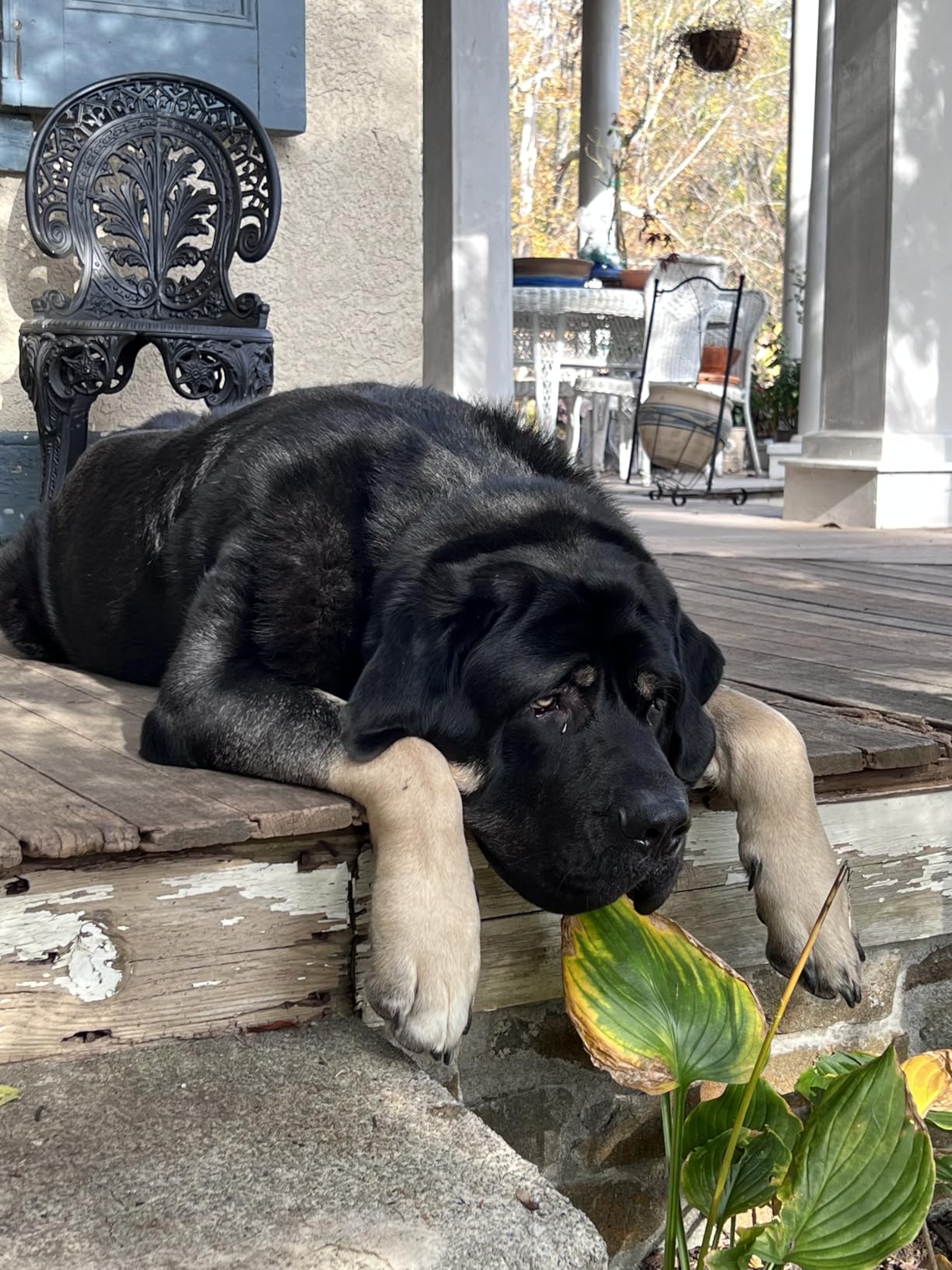 SpotOn GPS Wireless Dog Fence Collar, Accurate & Reliable, Unlimited Fences, Extended Battery Life Mode, No Subscription, Built in USA, Omni Collar Model, Medium Dog Breed Neck Size 12 SpotOn GPS Wireless Dog Fence Collar, Accurate & Reliable, Unlimited Fences, Extended Battery Life Mode, No Subscription, Built in USA, Omni Collar Model, Medium Dog Breed Neck Size 12