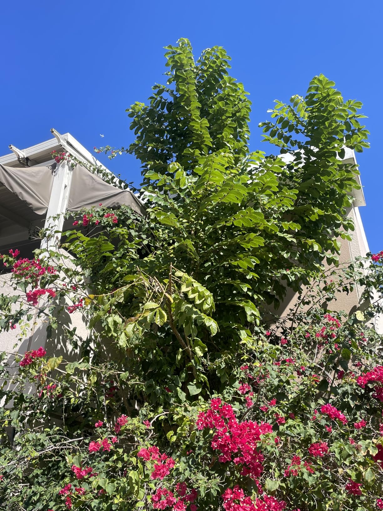 Pole Saws for Tree Trimming, 7.3-27 ft Extendable Tree Trimmers Long Handle Pruner, Sharp Steel Blade and Scissors High Branches Trimming, Tree Pruner, Tree Saw (7.3-27 ft with Scissors) - Customer Photo 2