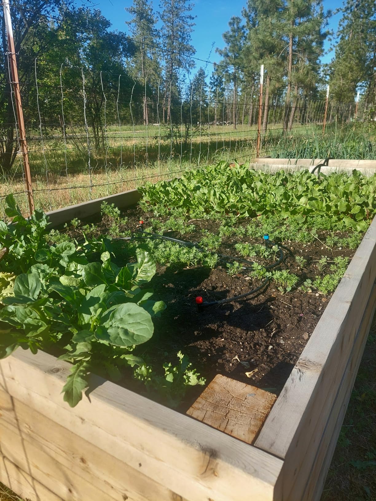 240FT Drip Irrigation System Kit New Quick-Connect, Automatic Garden Watering Misting System for Greenhouse, Yard, Lawn, Plant with 1/2 inch Hose 1/4 inch Distribution Tubing and Accessories - Customer Photo 1