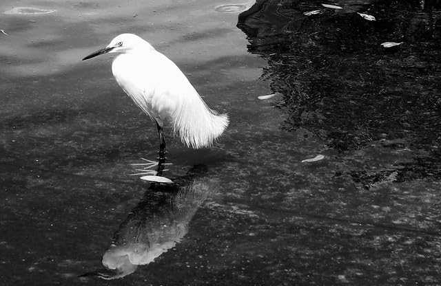 Fujifilm X-T50 Mirrorless Digital Camera Body - Charcoal Silver - Customer Photo 1