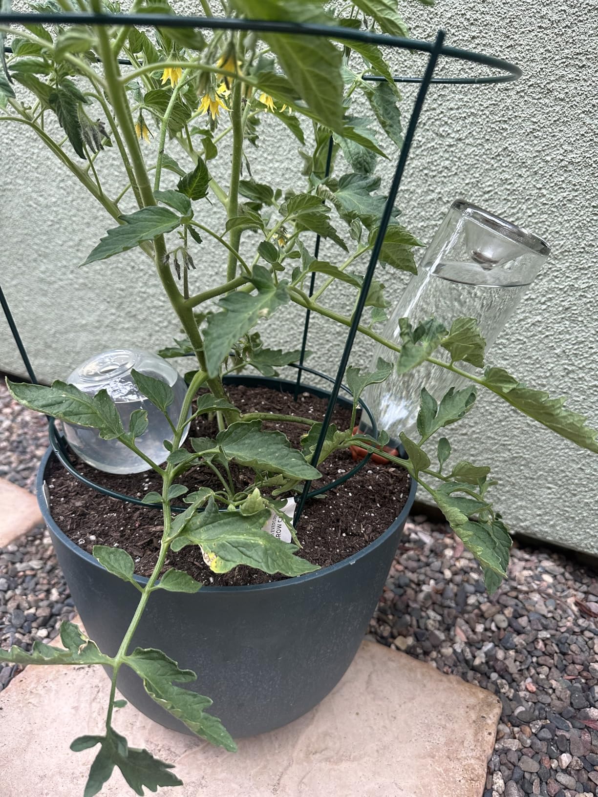 3 Pack Self Watering Globes for Indoor Plant Plastic Water Bulbs 17.5 oz Automatic Watering Planter Insert Top Fill with Slow Release Control Plants Watering Devices System, Water Spikes Stakes - Customer Photo 1