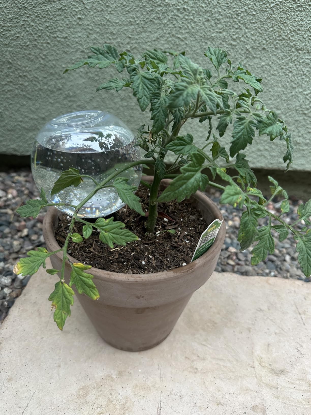 3 Pack Self Watering Globes for Indoor Plant Plastic Water Bulbs 17.5 oz Automatic Watering Planter Insert Top Fill with Slow Release Control Plants Watering Devices System, Water Spikes Stakes - Customer Photo 2