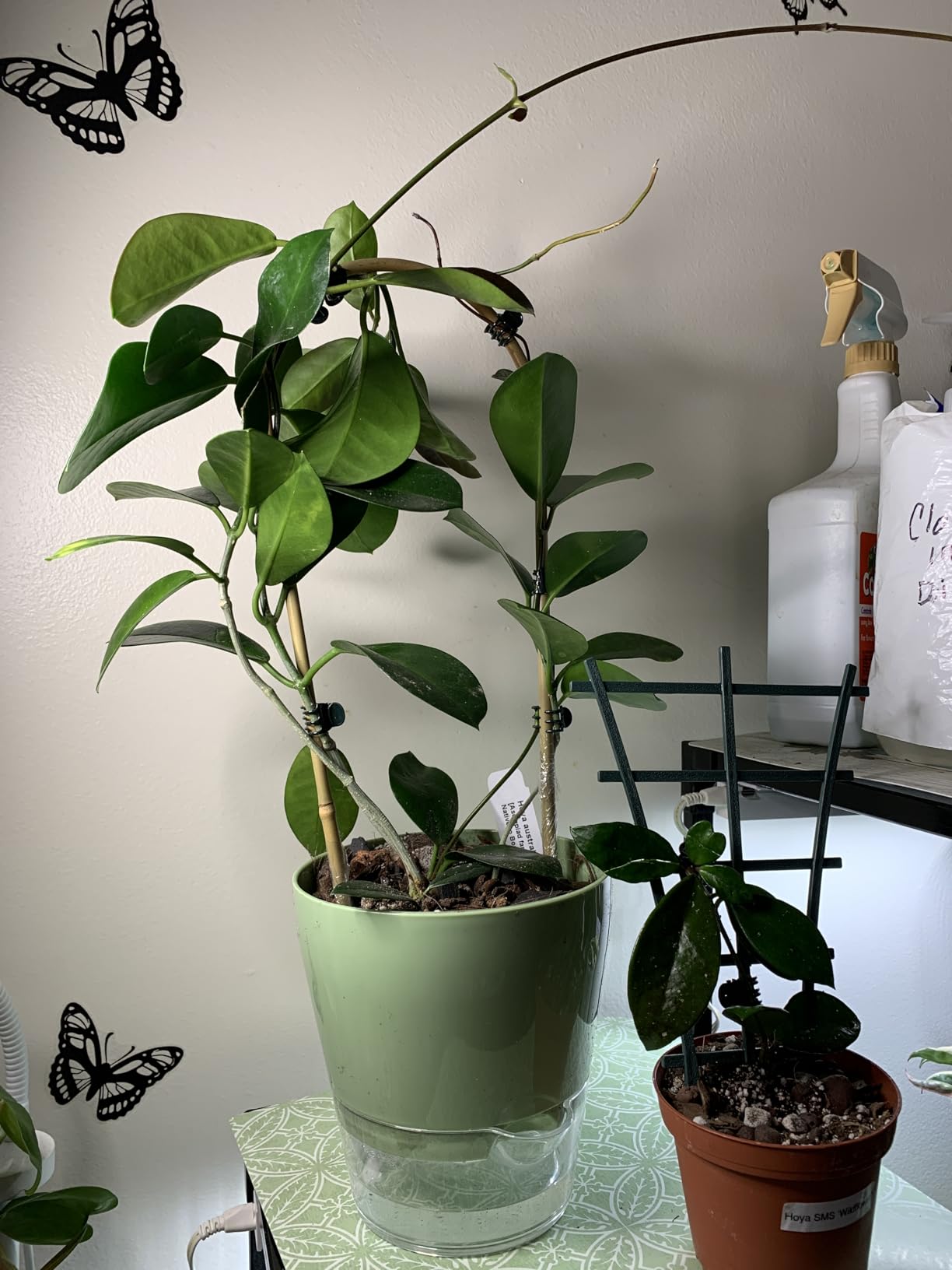 Hayder Plant Pots 6 inch Set of 6, Self Watering Flower Pots Indoor Outdoor - Customer Photo 1