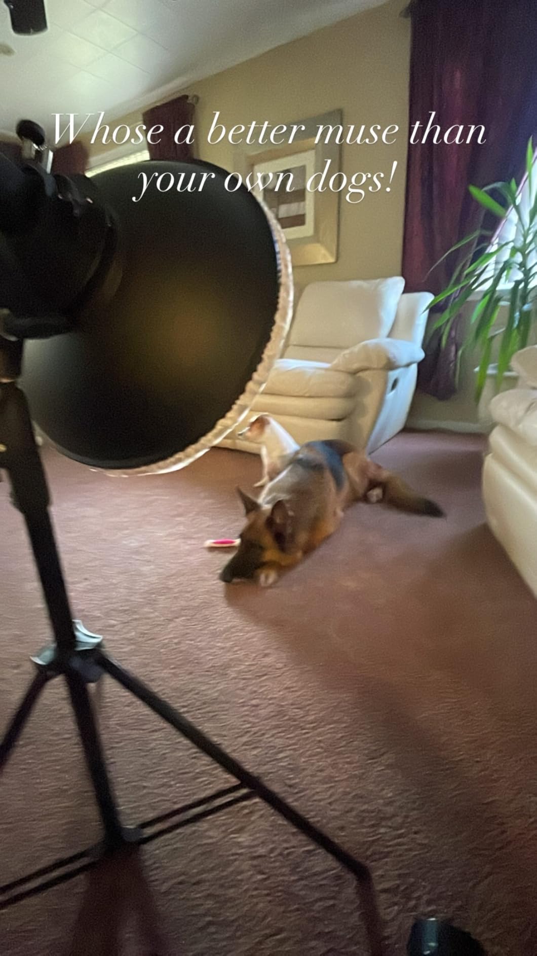 Godox 16.5inch/42cm White Beauty Dish Bowens Mount Reflector w/White Diffuser, Light Modifier for Bowens Mount Studio Strobe Flash Light Monolight for Godox SK400II, AD600Pro, AD600BM, MS300 - Customer Photo 1