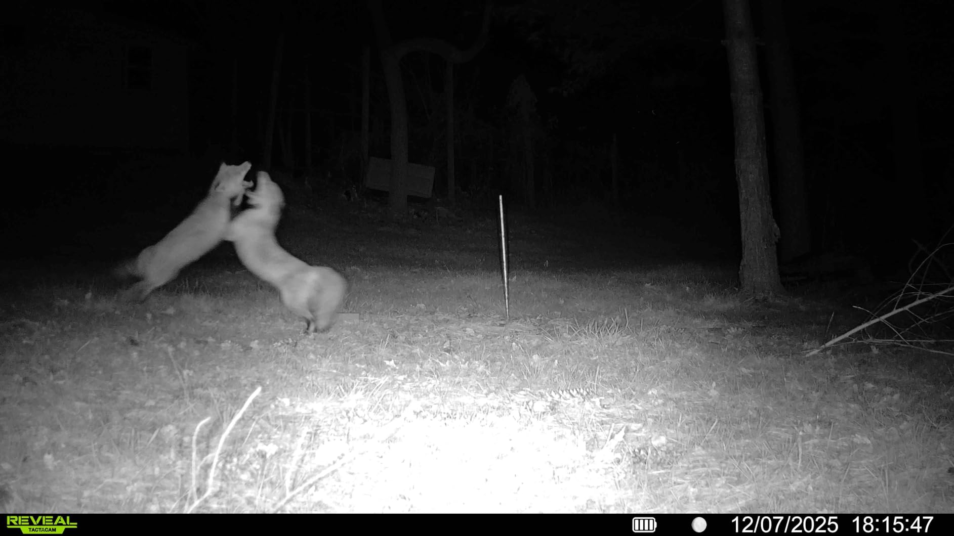 TACTACAM Reveal X Gen 3.0 Cellular Trail Camera: Auto Connect 4G LTE, 4K Photo, 1080p Video, Low-Glow IR Flash, No SD Card Needed, Long Battery Life customer photo 1