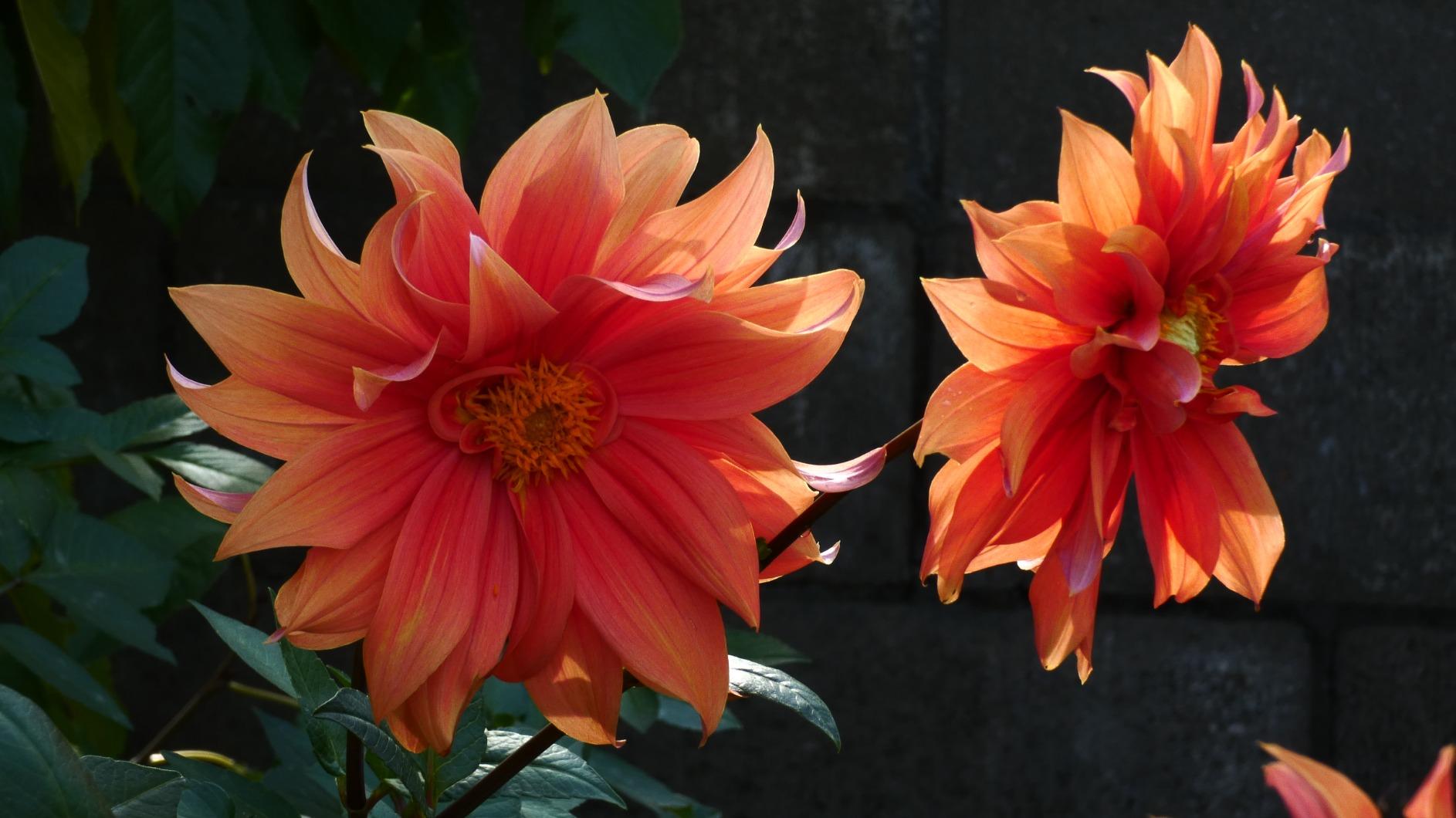 Panasonic LUMIX FZ80D Point and Shoot Digital Camera 4K Photo/Video Recording with Power Optical Image Stabilizer, Vlogging Camera with 60X Optical Zoom & 20-1200mm Wide-Angle Lens - DC-FZ80D Customer Review Panasonic LUMIX FZ80D Point and Shoot Digital Camera 4K Photo/Video Recording with Power Optical Image Stabilizer, Vlogging Camera with 60X Optical Zoom & 20-1200mm Wide-Angle Lens - DC-FZ80D - Customer Photo 2