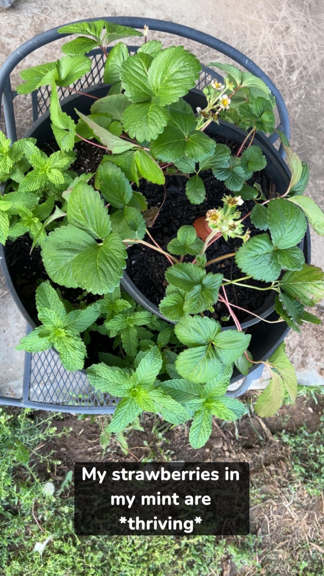 Back to the Roots Self-Watering Terracotta Olla Pot (Pack of 3), 700mL Provides 1 Week of Precision Watering - Customer Photo 2