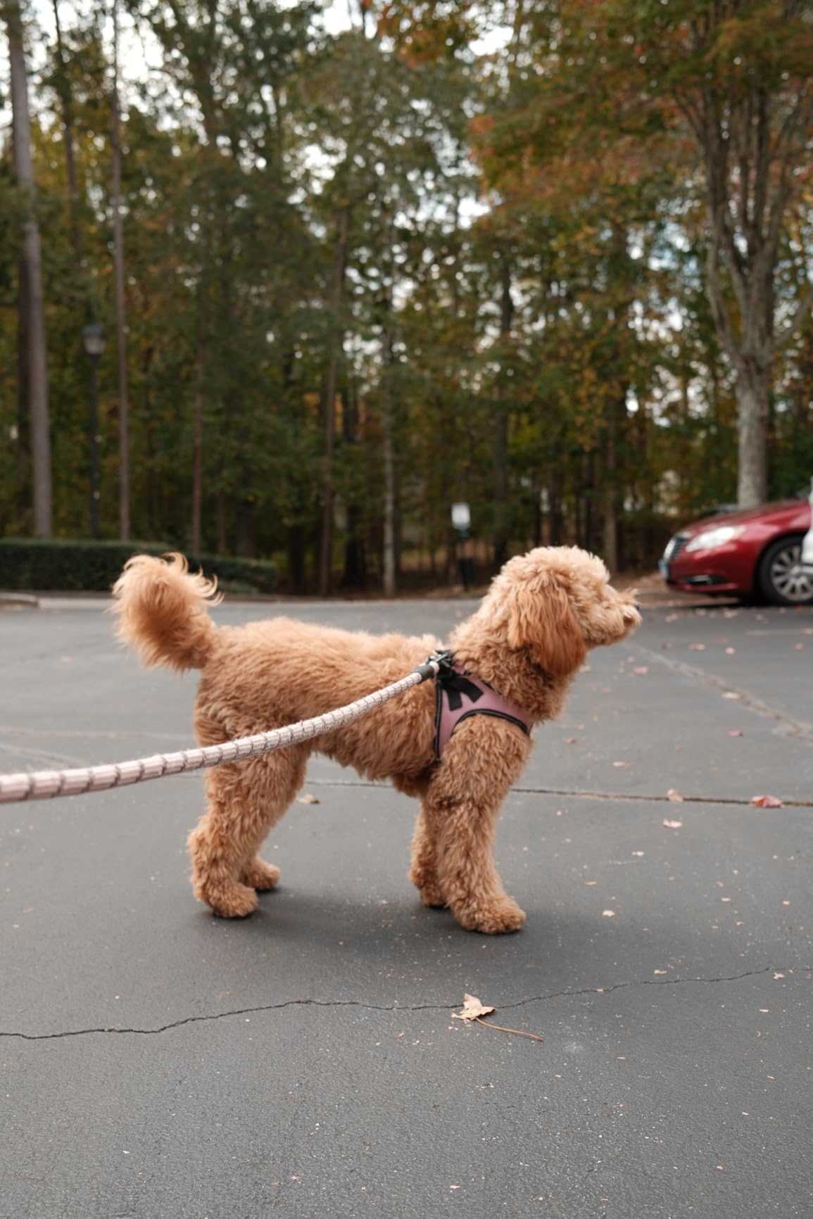Fujifilm X100VI 40.2 MP Mirrorless Camera with Fixed 23mmF2 Lens (APS-C X-Trans CMOS 5 Sensor, X-Processor 5, Hybrid Viewfinder, LCD Tilt Touchscreen, Face Detection AF, 20 Film Simulations - Black - Customer Photo 4