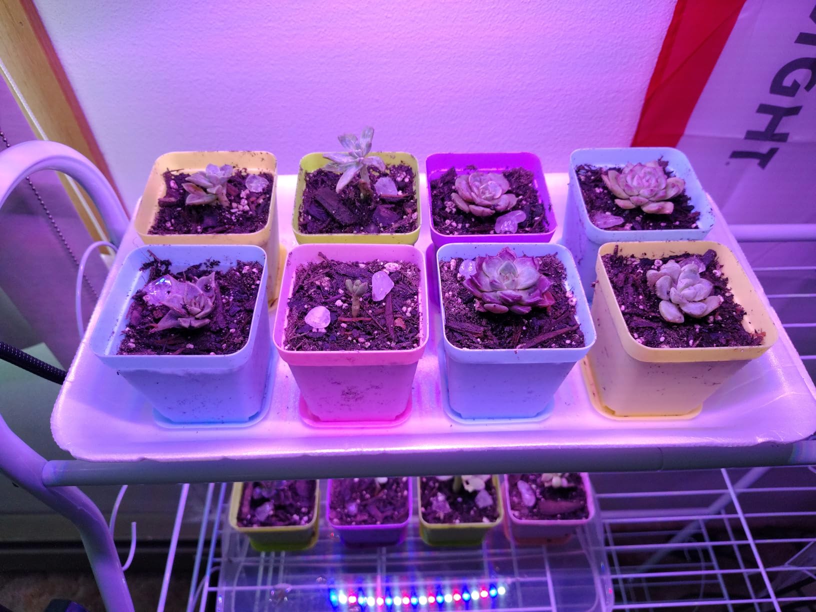 Back to The Roots Organic Seed Starting, Compressed Block expands to 12 Quarts, Made for Herbs, Veggies, Flowers - Customer Photo 1