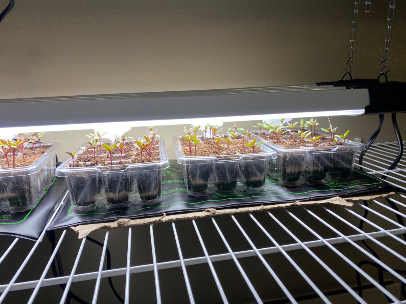 Bonviee 5-Pack Seed Starter Trays, Seed Starter Kit with Adjustable Humidity Dome and Base Indoor Greenhouse Mini Propagator for Seeds Growing Starting (12 Cells Per Tray, Green) - Customer Photo 1