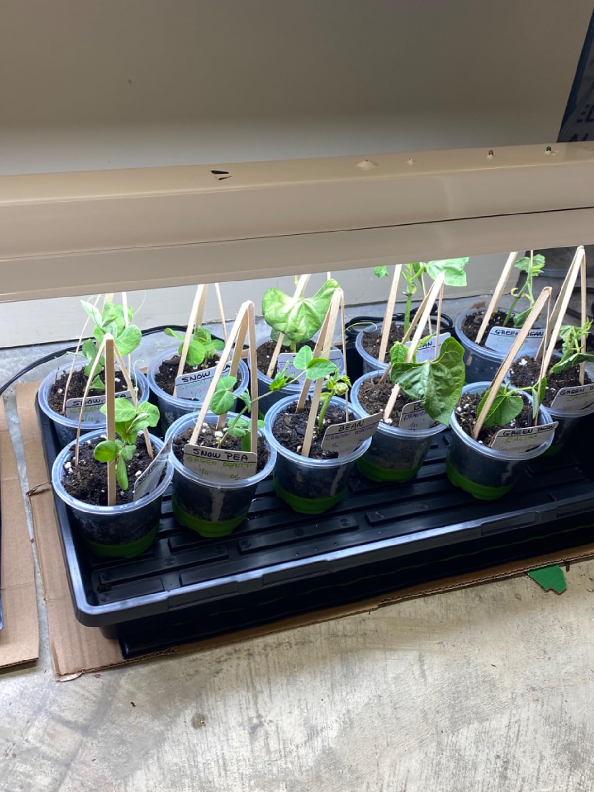 Bonviee 5-Pack Seed Starter Trays, Seed Starter Kit with Adjustable Humidity Dome and Base Indoor Greenhouse Mini Propagator for Seeds Growing Starting (12 Cells Per Tray, Green) - Customer Photo 2