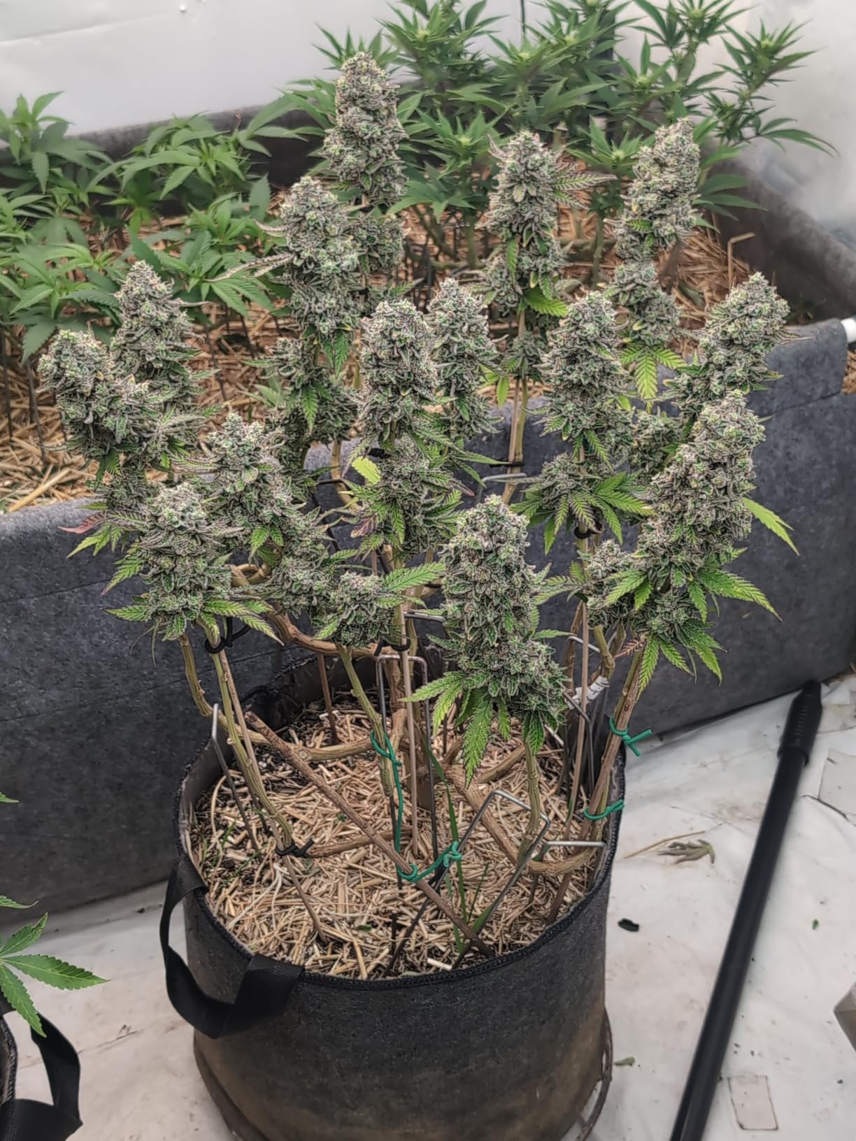 Epic Gardening 1 Pack 60 Gallon Grow Bags with Handles (Lined) - Heavy Duty Fabric Pots for Vegetables, Herbs & Flowers - Breathable Cloth Planters for Indoor & Outdoor Gardening, Moisture Retaining - Customer Photo 1