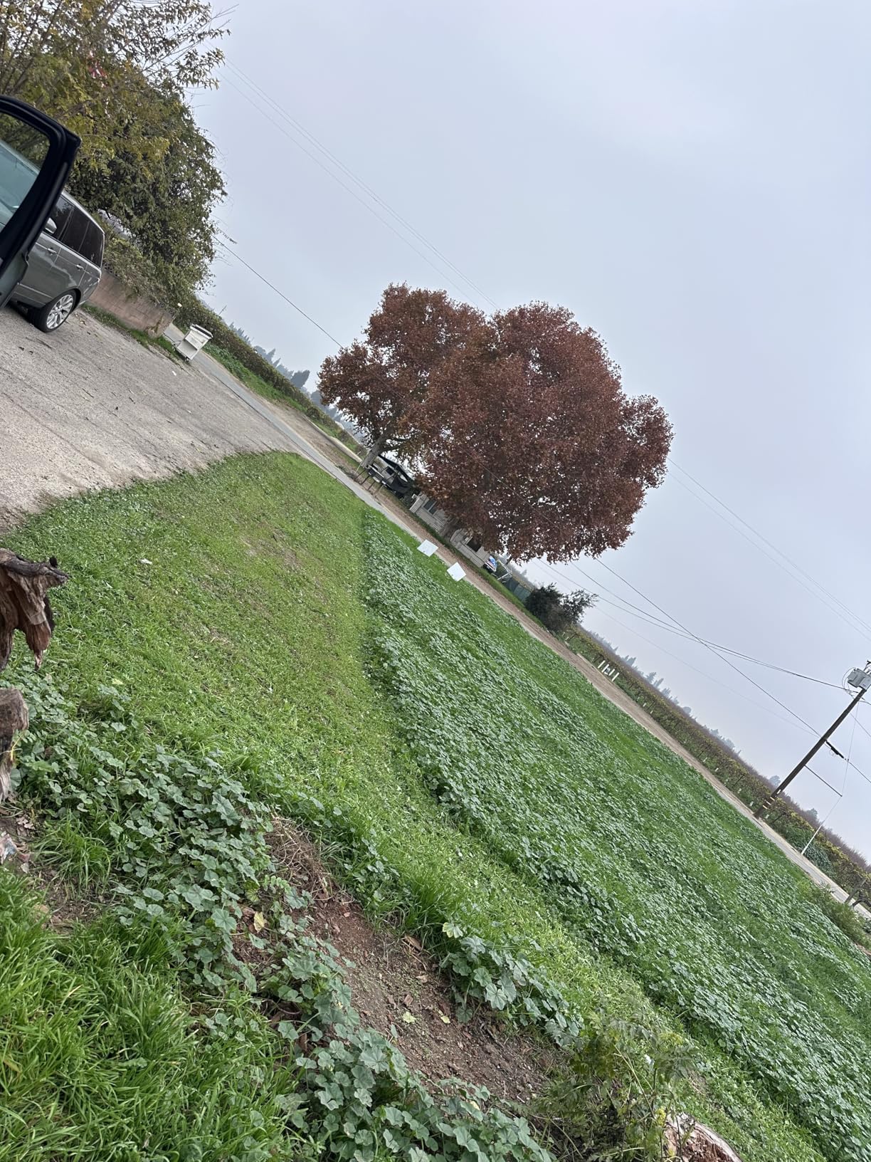 LawnMaster LMRM1401 Push Reel Lawn Mower 14-Inch 5-Blade - Customer Photo 1