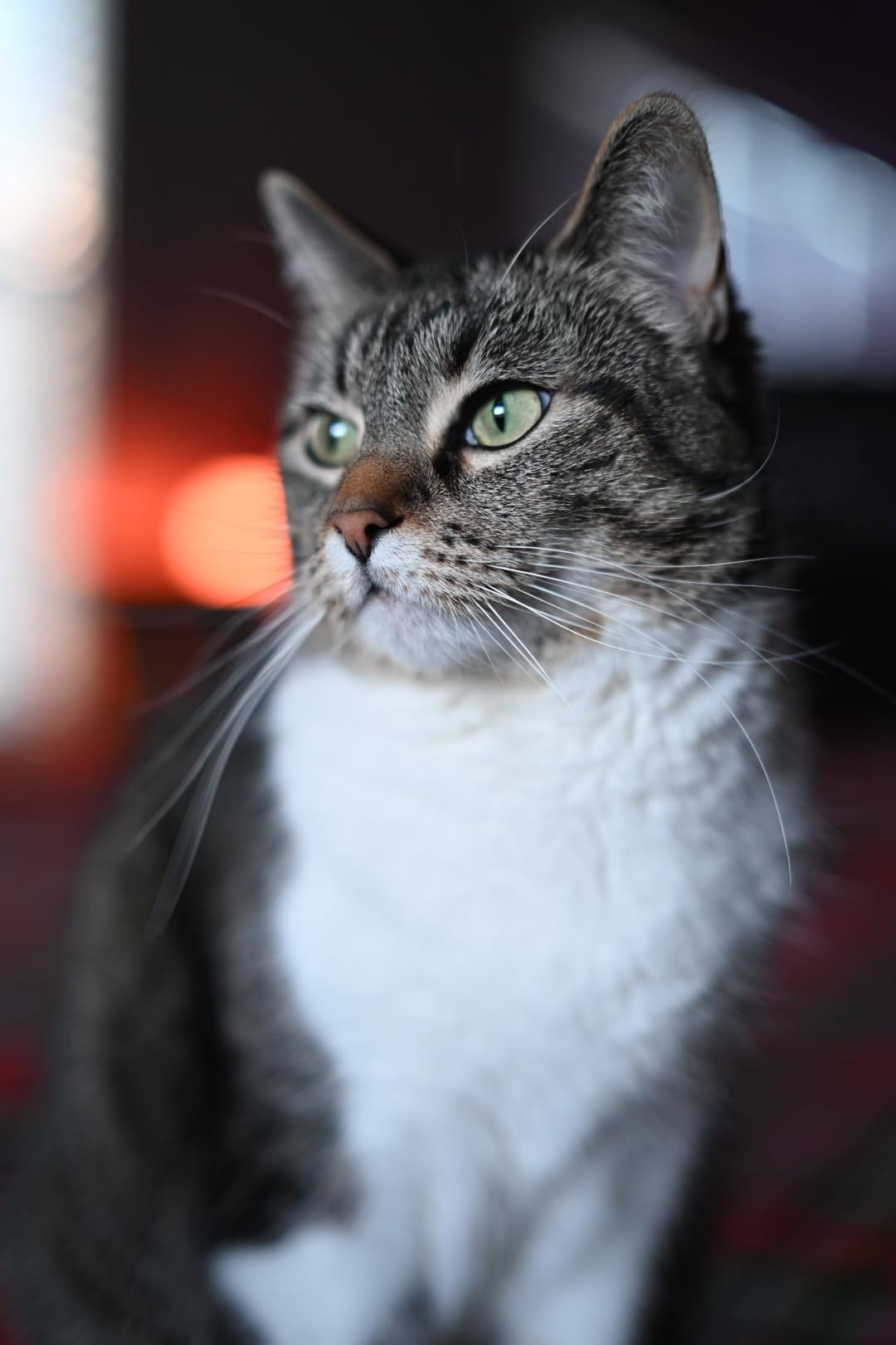 Nikon NIKKOR Z 50mm f/1.4 - Customer Photo 1