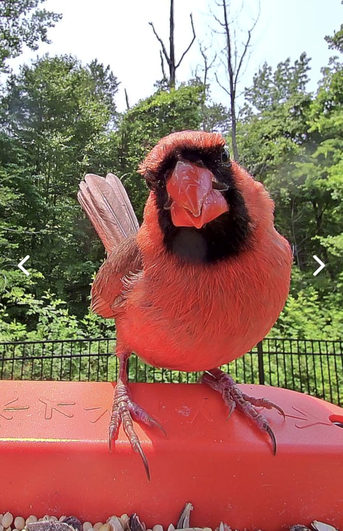 Birdbuddy PRO Solar Smart Bird Feeder with Camera - AI Bird Species Identification, 5MP Photos, 2K HD Video Live Stream Camera, Slow-Motion Video, 2.6in Focus - Blue Solar - Customer Photo 1