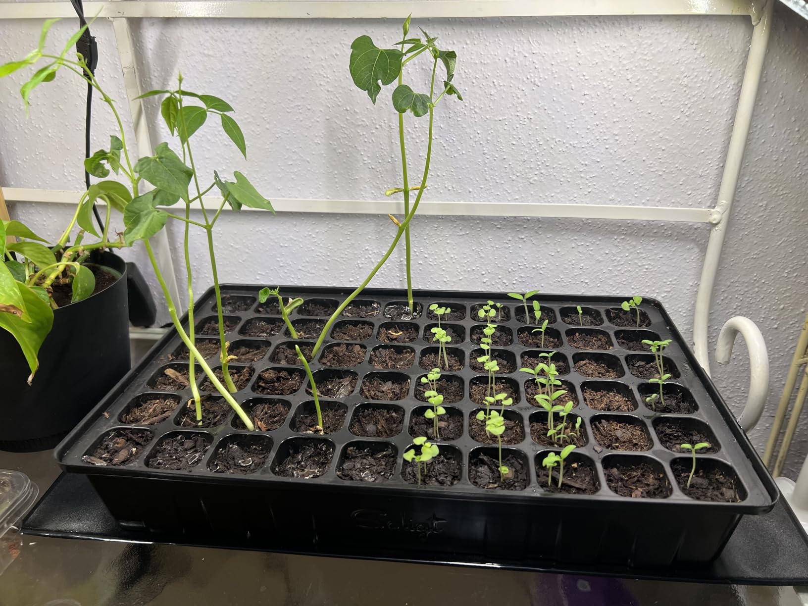 SOLIGT 60 Cell Seed Starter Kit with Grow Light and Heat Mat, Seed Starter Tray with Higher 4.3