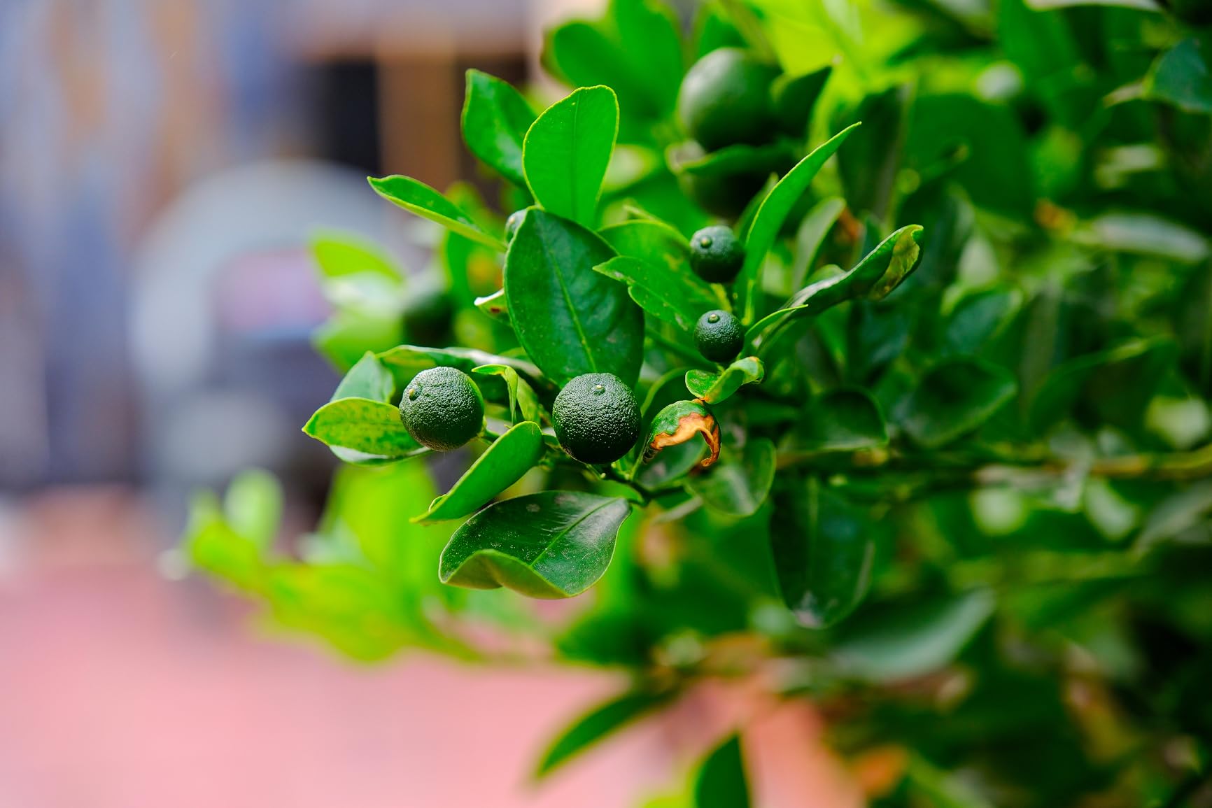 Fujinon XF16-55mmF2.8 R LM WR II Lens - Customer Photo 1