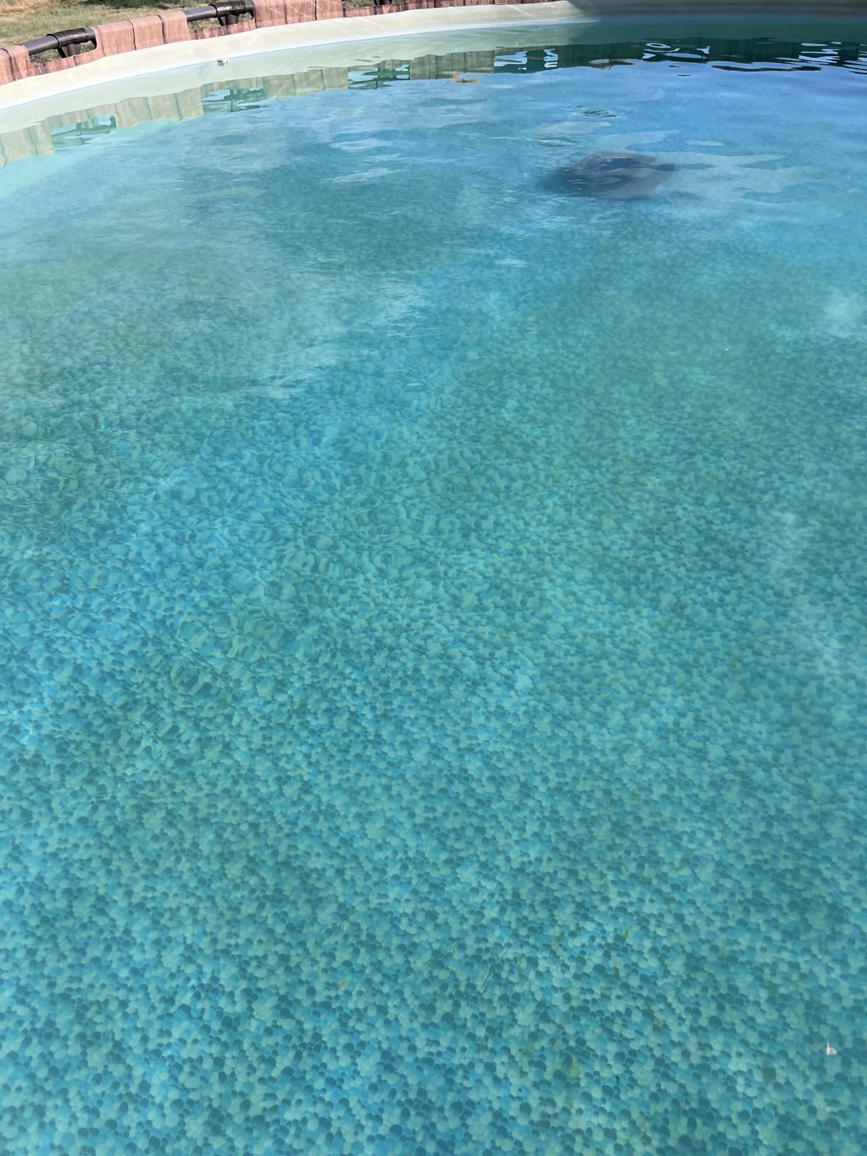 (2025 Upgrade) WYBOT C1 Robotic Pool Vacuum for Inground Pools, Professional Cordless Pool Cleaner 150mins 4-in-1 Wall & Waterline Cleaning Up to 1,614sq.ft, Smart Navigation, App Support Customer Review (2025 Upgrade) WYBOT C1 Robotic Pool Vacuum for Inground Pools, Professional Cordless Pool Cleaner 150mins 4-in-1 Wall & Waterline Cleaning Up to 1,614sq.ft, Smart Navigation, App Support - Customer Photo 2