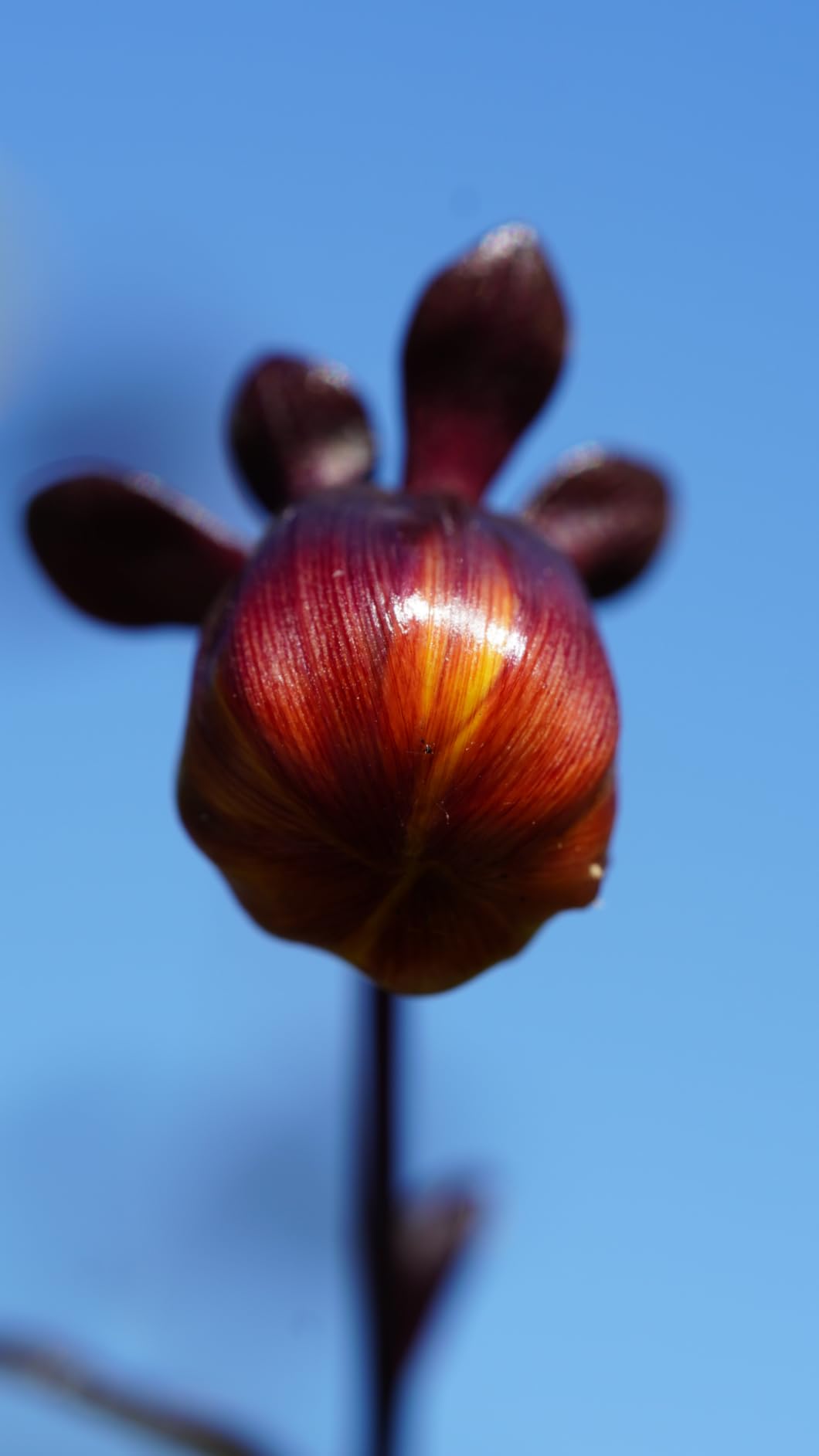 Tamron 90mm F/2.8 Di III VXD 1:1 Macro for Sony E Mount Full Frame/APS-C Mirrorless Cameras - Customer Photo 1