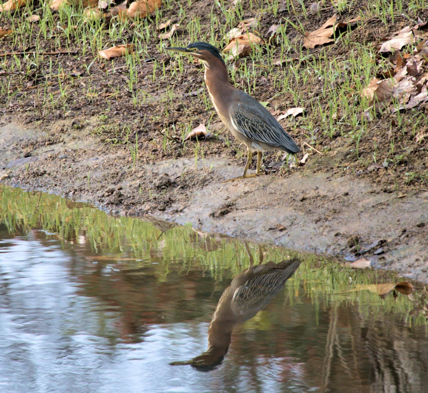 Nikon Z50 II with Two Lenses | Compact mirrorless Stills/Video Camera with Easy Color presets and Wireless Photo Sharing | USA Model - Customer Photo 4