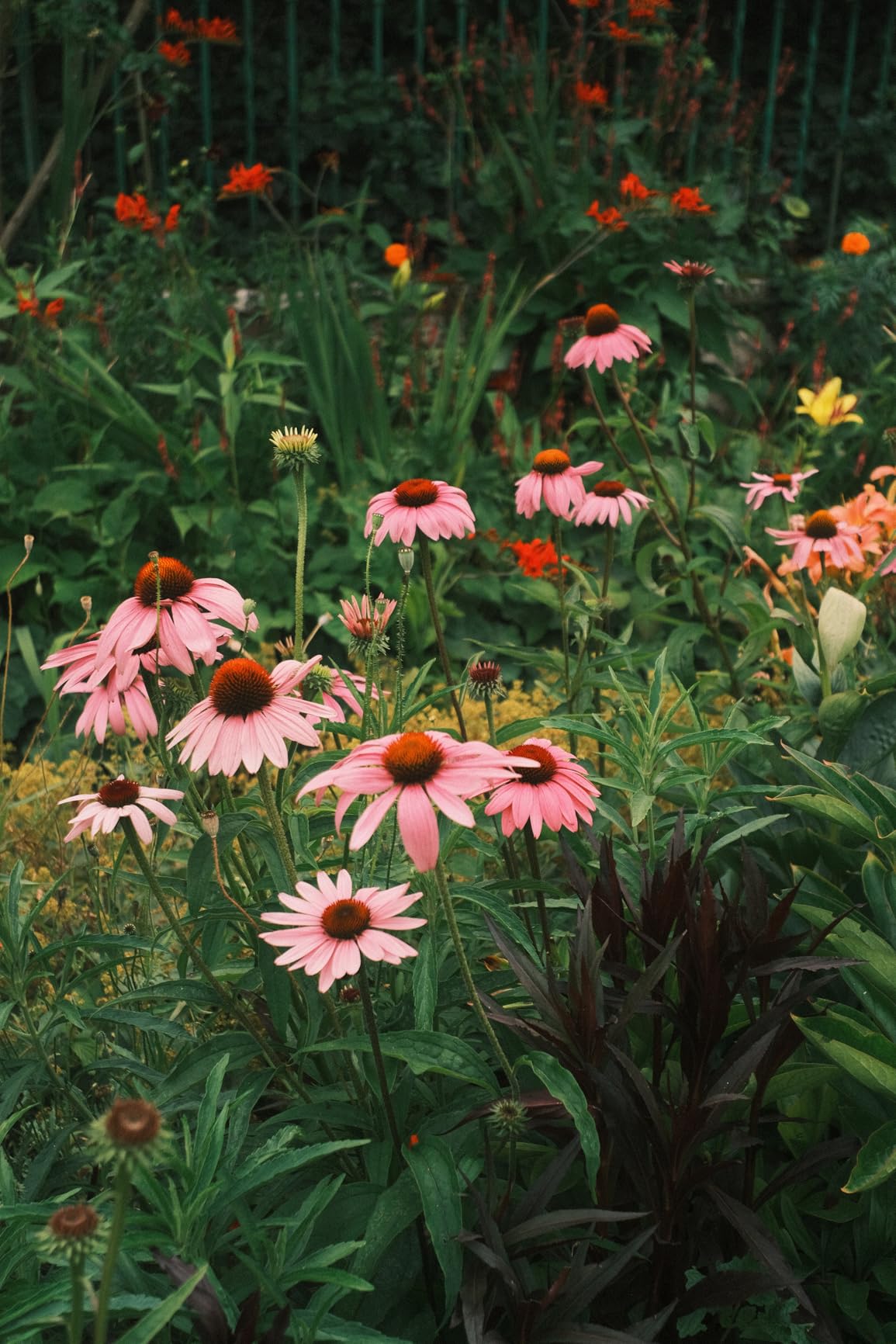 VILTROX 35mm F1.7 XF Mount Lens, Large Aperture APS-C STM Auto Focus Prime Lens for Fujifilm Fuji XF-Mount - Customer Photo 1