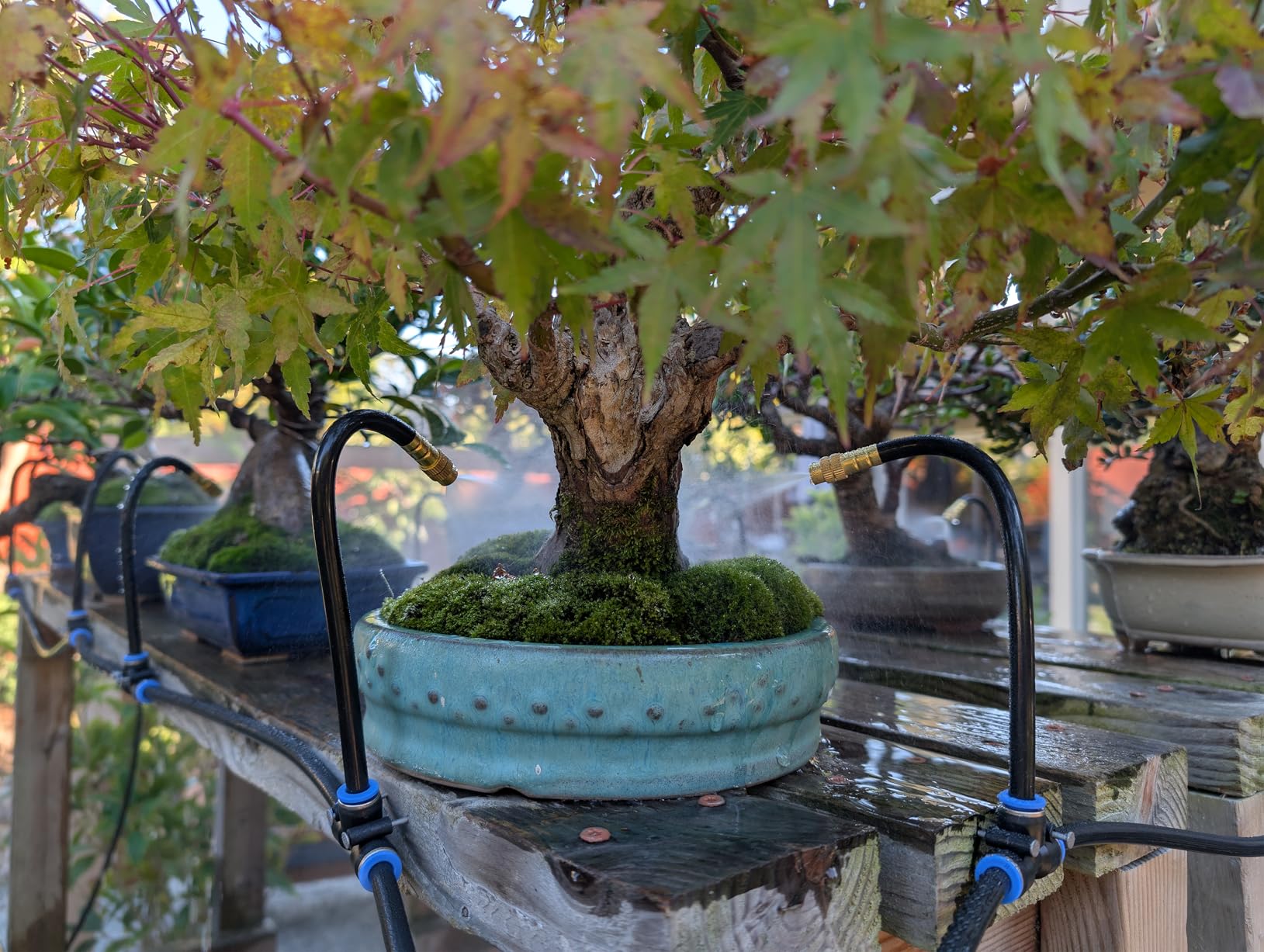 360° Adjustable Drip Irrigation System - 50FT Garden Watering System with 16 Nozzles, Garden Irrigation System, Greenhouse Accessories, Atomizing System for Yard, Lawn, Plants, 5/16 inch Hose - Customer Photo 1